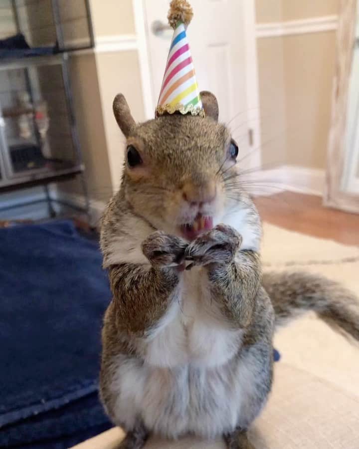 Jillのインスタグラム：「8 years old.⁣ ⁣ Jill spent the day being celebrated by all the family at her squirrel birthday party. She ate sugar snap peas at the dining table with my mom. My grandfather saw the present table, opened up his wallet and said, “So Jill can get what she wants.”⁣ ⁣ And then there’s you, our Instagram family. The messages and mentions that for the first time paint a picture of Jill’s impact. Feeling all this love. Thank you for being  h e r e.⁣ ⁣ 👉Swipe to see Jill’s birthday throughout the years. From today, 8 years old, to her 1st year.⁣ ⁣ ⁣ ⁣ ⁣ #petsquirrel #squirrel #squirrels #squirrellove #squirrellife #squirrelsofig #squirrelsofinstagram #easterngreysquirrel #easterngraysquirrel #ilovesquirrels #petsofinstagram #jillthesquirrel #thisgirlisasquirrel」