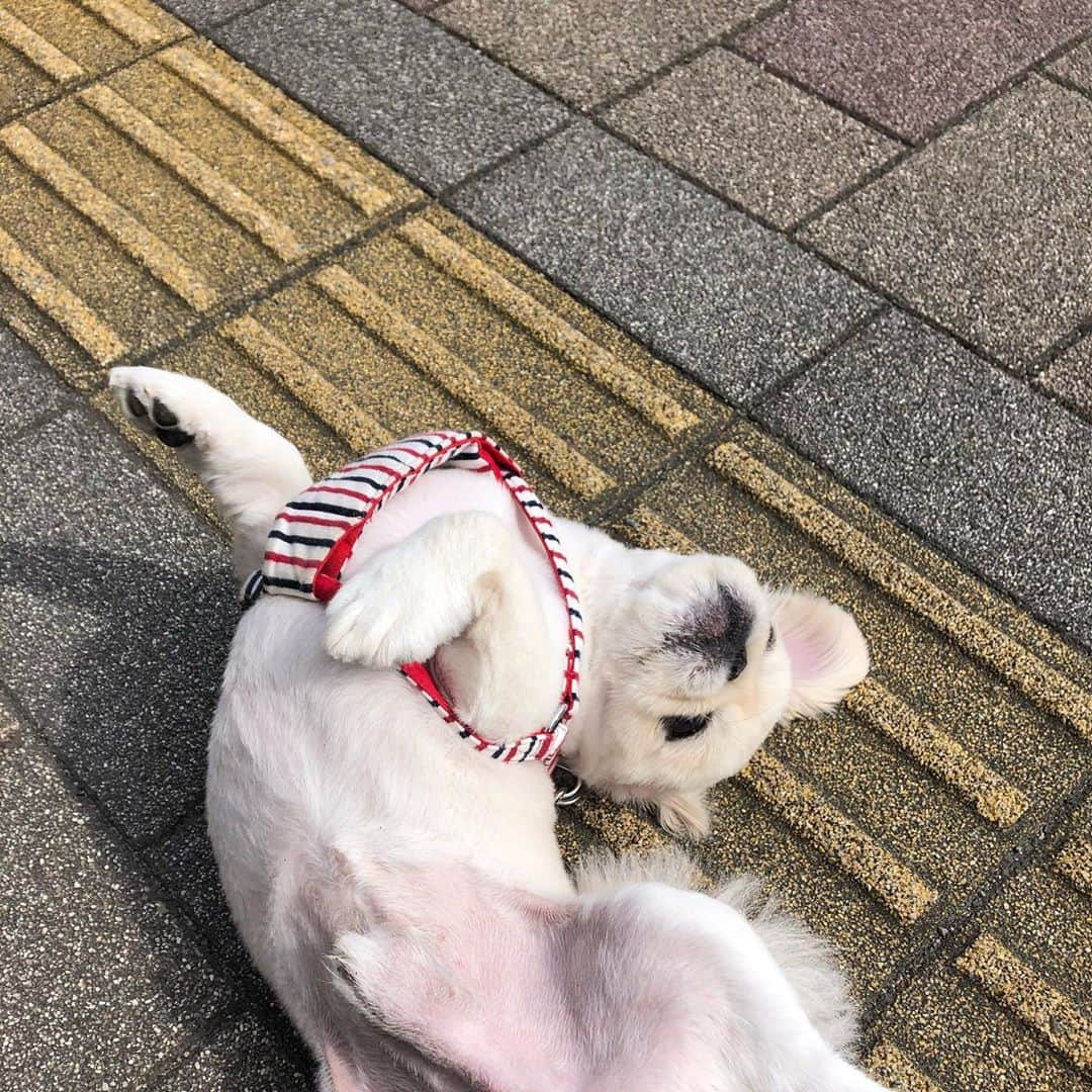 有田優理香さんのインスタグラム写真 - (有田優理香Instagram)「突然の歩行拒否(真顔) 🐶お腹見せて甘えてきてもダメです🙅‍♀️  #pekingese #ペキニーズ #散歩前はハイテンション #なのになぜ #犬界の藤原竜也」10月19日 12時35分 - yurikaa0624