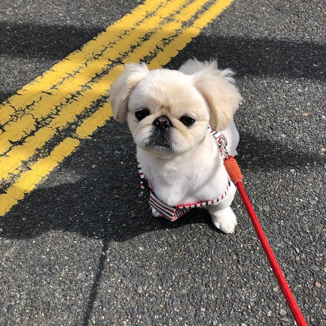 のインスタグラム：「突然の歩行拒否(真顔) 🐶お腹見せて甘えてきてもダメです🙅‍♀️  #pekingese #ペキニーズ #散歩前はハイテンション #なのになぜ #犬界の藤原竜也」