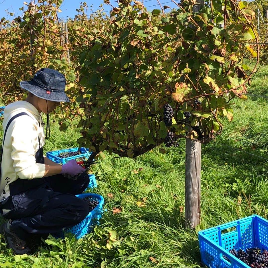 SHOKICHIさんのインスタグラム写真 - (SHOKICHIInstagram)「遂に収穫です、感動です🍷 Had a great harvest  #wine #winelife」10月19日 12時31分 - exxxile_shokichi