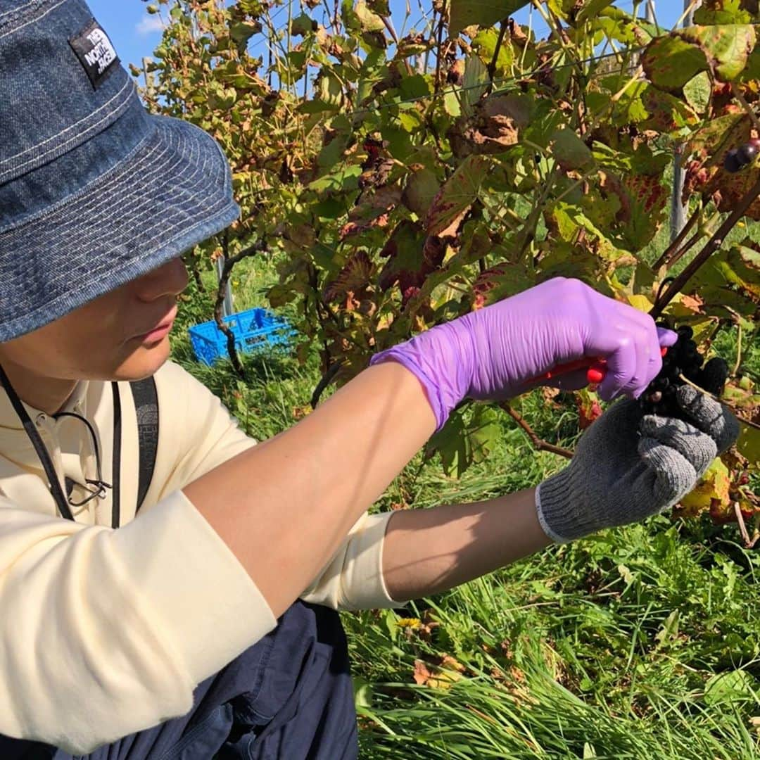 SHOKICHIさんのインスタグラム写真 - (SHOKICHIInstagram)「遂に収穫です、感動です🍷 Had a great harvest  #wine #winelife」10月19日 12時31分 - exxxile_shokichi