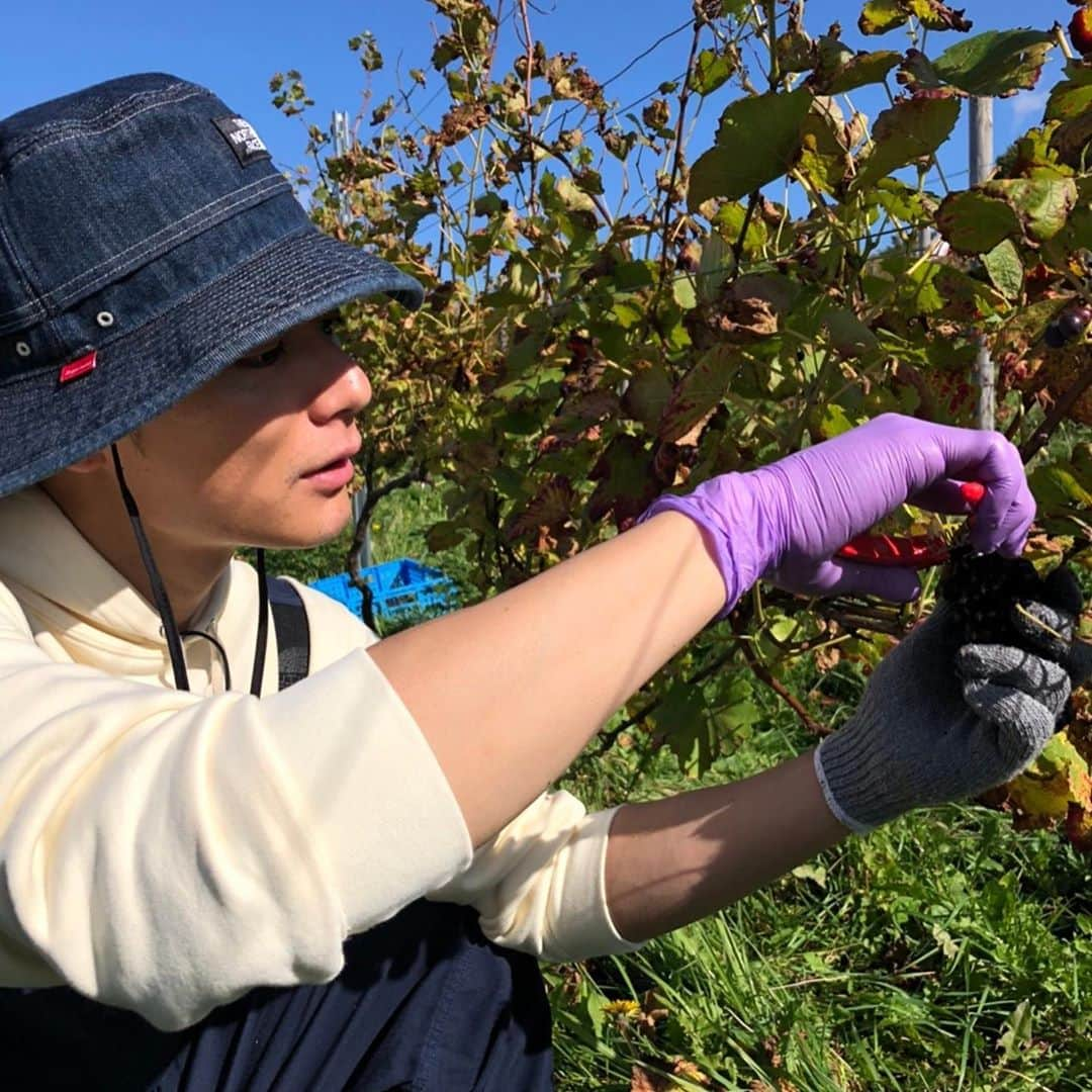 SHOKICHIさんのインスタグラム写真 - (SHOKICHIInstagram)「遂に収穫です、感動です🍷 Had a great harvest  #wine #winelife」10月19日 12時31分 - exxxile_shokichi