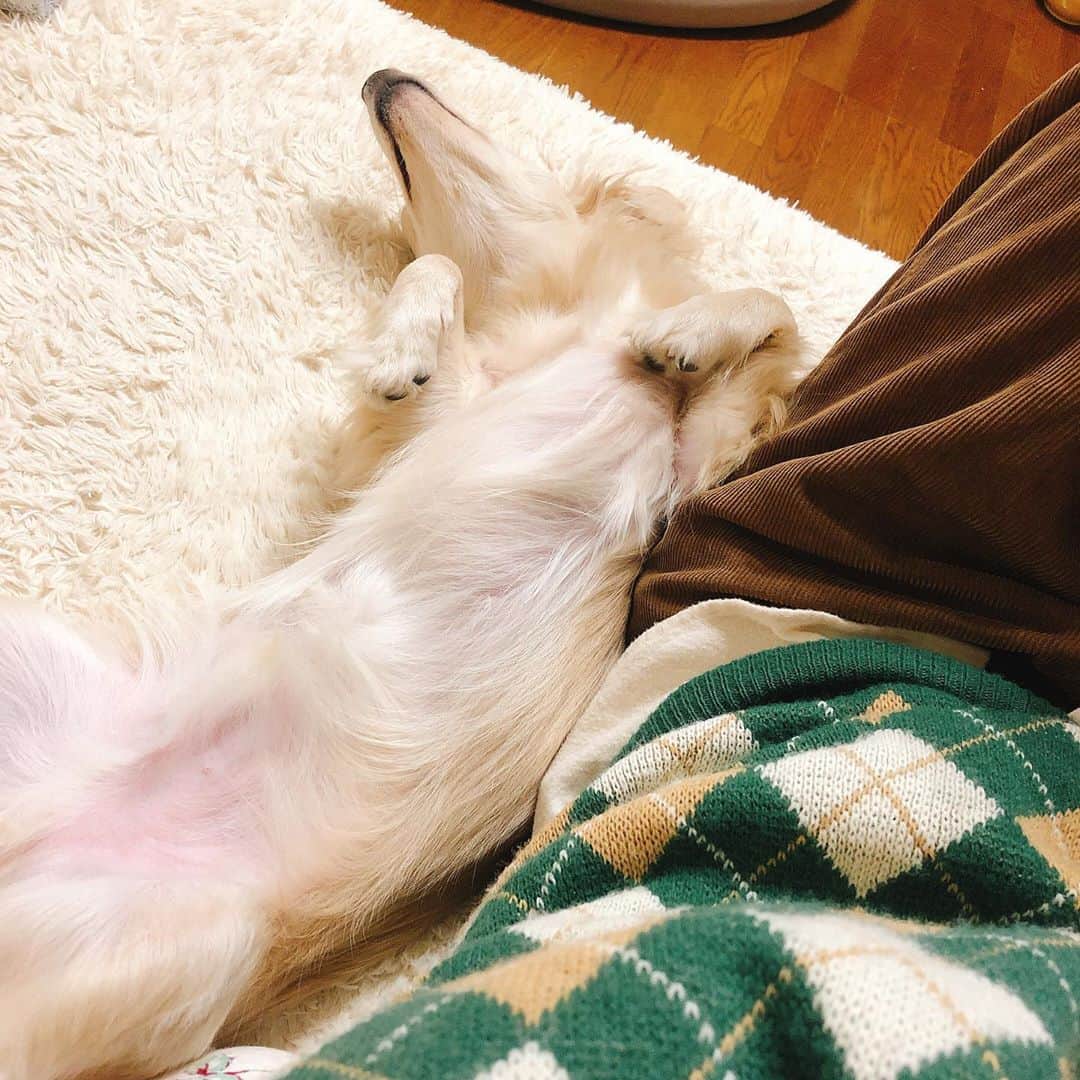桜子のインスタグラム：「おっぴろげ爆睡 😪 . . . #チワックス #チワワ #ミニチュアダックスフンド  #犬バカ部 #chihuahua #dog #cute」