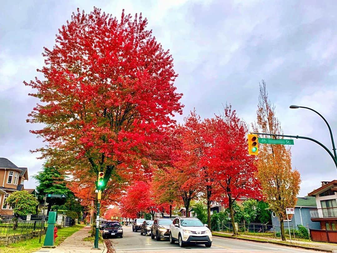 横井玲のインスタグラム：「Autumn vibes is here and there🍁  急な冷え込みと共に、街のあちこちが本格的に色づき始めました٩( ᐛ )و 秋の空気が本当に好き…何キロでも歩けてしまう！ お供のジャケットは既にフリースに変わり、街にはダウンジャケットもちらほらと。 冬将軍様には、もうしばしお待ちいただきたいです。 今日は食卓も秋の色にしてみました！  #canada #vancouver #autumnvibes #autumn #fall #fallvibes #redleaves #leaves🍁 #walklng #nature #naturelovers #stayhealthy #autumncolors #vegan #秋の風景 #秋の味覚 #盛り沢山 #大好きな季節」