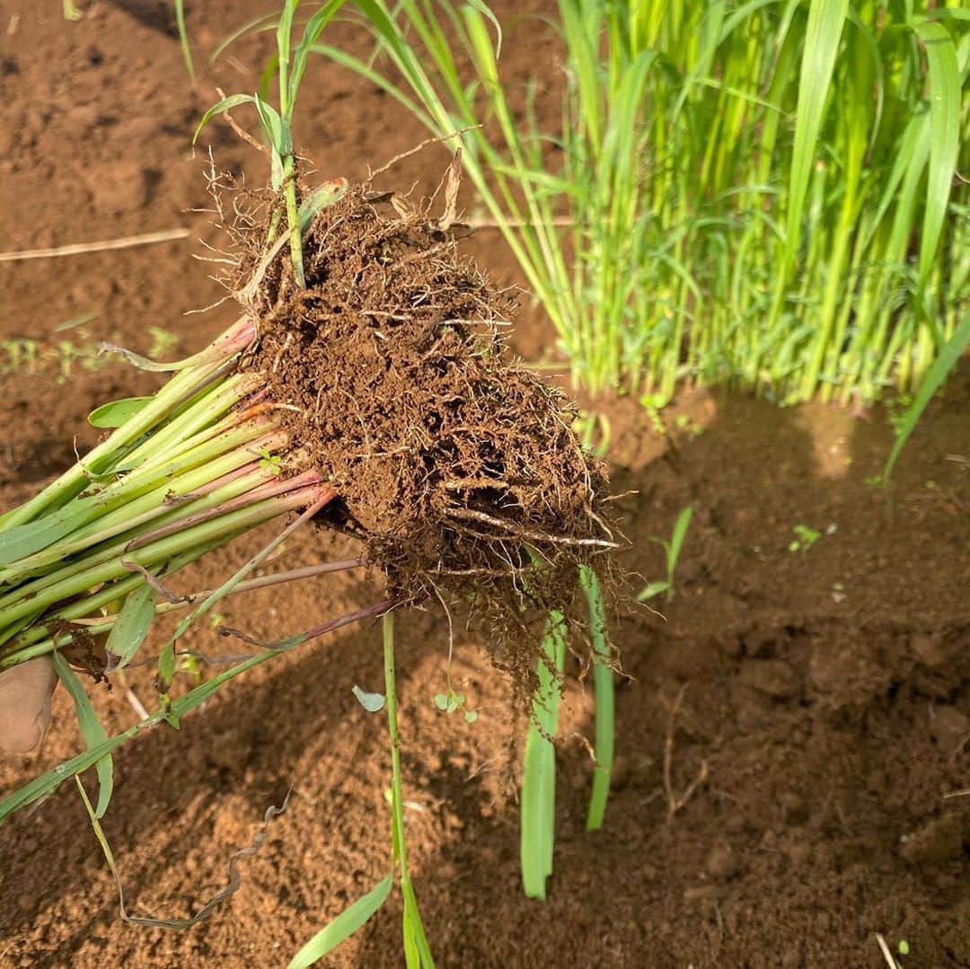 柴田紗希さんのインスタグラム写真 - (柴田紗希Instagram)「日に日にマニアックになってゆく畑の話。 昨日は、太陽熱養生処理ということをする作業やら、ソルゴーという草を抜いてすき込みしたりやら、、、 畝作りもしました！ 野菜作る前に土の改善からやってます！💪🏻 正直知らない事だらけ笑  ただただ、色さんの勉強知識をもとに、くせの強い愛のあるメンバーとともに♡ 畑の良さを日に日に感じています🌿 畑、相当奥深い。  そして、昨日1番じっくり感じた事は、土も生きている！ ということ。 ビニールトンネルを作った瞬間に周りがどんどん白くなって水滴ができて、ビニールが微妙に動いてる気がして、、、、、息してるー！！！て🤭✨  #畑女子 #色川ファーム #太陽熱養生処理　#畝作り #すき込み　#農園」10月19日 13時02分 - shibasaaki