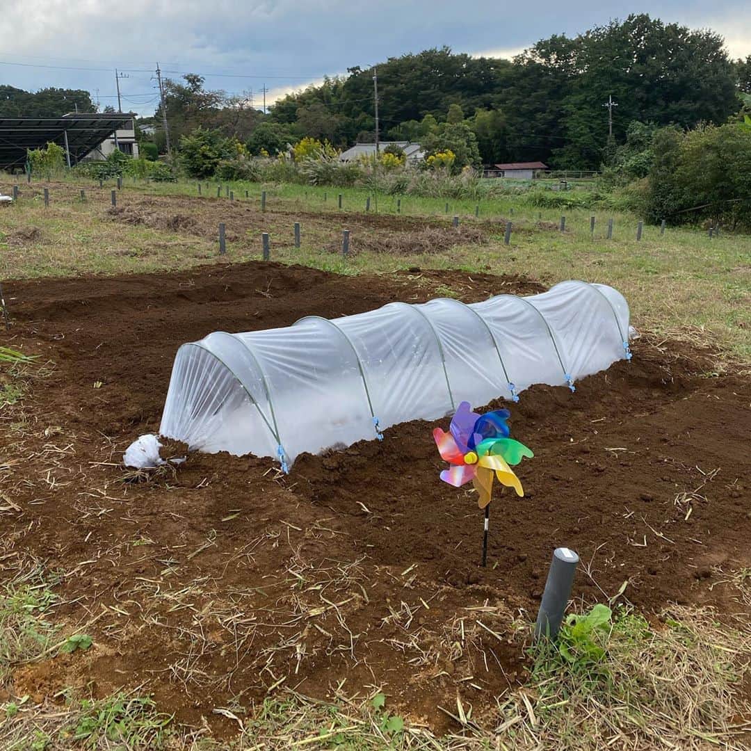 柴田紗希さんのインスタグラム写真 - (柴田紗希Instagram)「日に日にマニアックになってゆく畑の話。 昨日は、太陽熱養生処理ということをする作業やら、ソルゴーという草を抜いてすき込みしたりやら、、、 畝作りもしました！ 野菜作る前に土の改善からやってます！💪🏻 正直知らない事だらけ笑  ただただ、色さんの勉強知識をもとに、くせの強い愛のあるメンバーとともに♡ 畑の良さを日に日に感じています🌿 畑、相当奥深い。  そして、昨日1番じっくり感じた事は、土も生きている！ ということ。 ビニールトンネルを作った瞬間に周りがどんどん白くなって水滴ができて、ビニールが微妙に動いてる気がして、、、、、息してるー！！！て🤭✨  #畑女子 #色川ファーム #太陽熱養生処理　#畝作り #すき込み　#農園」10月19日 13時02分 - shibasaaki