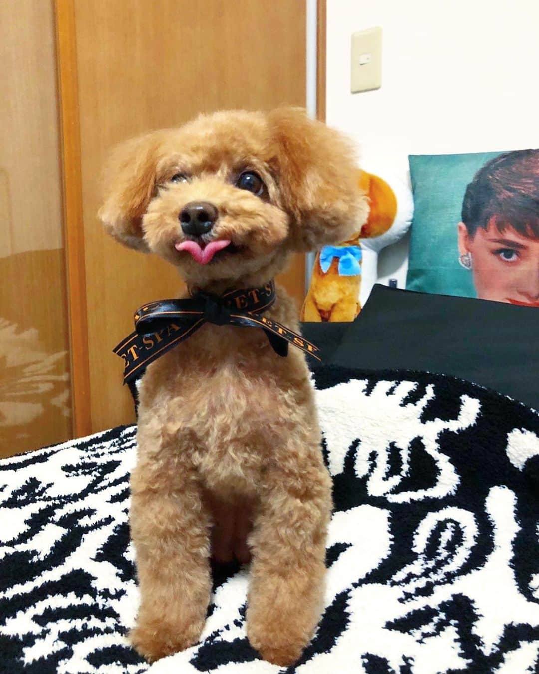 のインスタグラム：「#トイプードル 愛犬まるこ🐶💓 ㅤㅤㅤㅤㅤㅤㅤㅤㅤ 「PET-SPA CARE+CURE 石神井公園」さん にてトリミング✂️✨ @petspa_shakujiikouen ㅤㅤㅤㅤㅤㅤㅤㅤㅤ  ㅤㅤㅤㅤㅤㅤㅤㅤㅤ ㅤㅤㅤㅤㅤㅤㅤㅤㅤ ㅤㅤㅤㅤㅤㅤㅤㅤㅤ ㅤㅤㅤㅤㅤㅤㅤㅤㅤ ㅤㅤㅤㅤㅤㅤㅤㅤㅤ ㅤㅤㅤㅤㅤㅤㅤㅤㅤ 💚 PET-SPA CARE+CURE 石神井公園 💚☎︎03-6913-3324 （予約制） 営業時間 平日10:00〜19:00 土日祝日9:00〜19:00 www.pet-spa.co.jp/shop_syakujii.html  ㅤㅤㅤㅤㅤㅤㅤㅤㅤ ㅤㅤㅤㅤㅤㅤㅤㅤㅤ ㅤㅤㅤㅤㅤㅤㅤㅤㅤ ㅤㅤㅤㅤㅤㅤㅤㅤㅤ ㅤㅤㅤㅤㅤㅤㅤㅤㅤ  ㅤㅤㅤㅤㅤㅤㅤㅤㅤ  #ペットスパ #petspa #🐶 #poodle #dog #dogs #dogstagram #puppy #instagood #love #japanesegirl #푸들 #犬 #犬バカ部 #doglove #doglover #doglovers #doglife #dogslife #pet #トリミング #石神井公園  #ペットサロン #dogsalon #poodletoy #poodlelove #poodles #まるこ🐶💓 #トリミング」