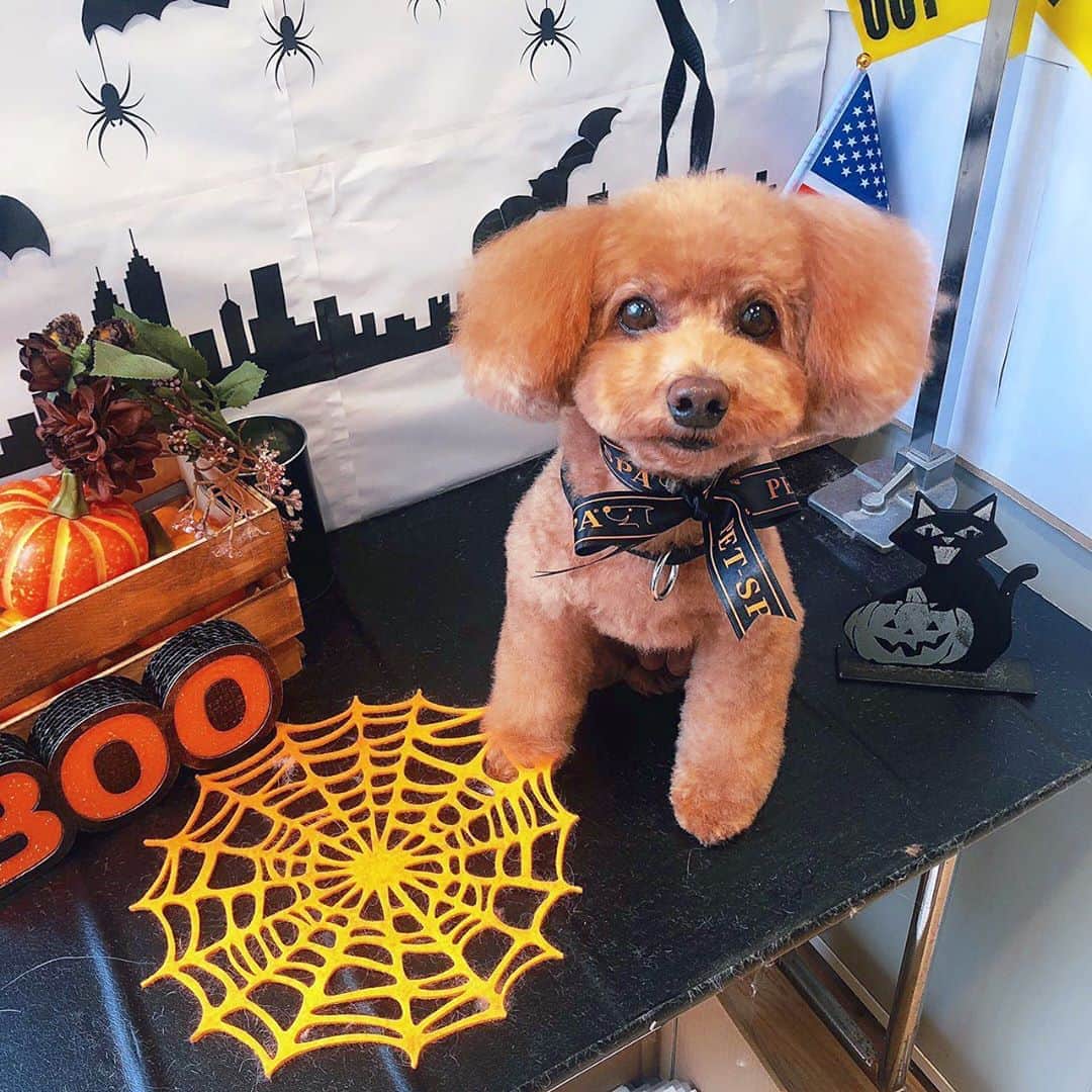 のインスタグラム：「#トイプードル 愛犬まるこ🐶💓 ㅤㅤㅤㅤㅤㅤㅤㅤㅤ 「PET-SPA CARE+CURE 石神井公園」さん にてトリミング✂️✨ @petspa_shakujiikouen ㅤㅤㅤㅤㅤㅤㅤㅤㅤ  ㅤㅤㅤㅤㅤㅤㅤㅤㅤ ㅤㅤㅤㅤㅤㅤㅤㅤㅤ ㅤㅤㅤㅤㅤㅤㅤㅤㅤ ㅤㅤㅤㅤㅤㅤㅤㅤㅤ ㅤㅤㅤㅤㅤㅤㅤㅤㅤ ㅤㅤㅤㅤㅤㅤㅤㅤㅤ 💚 PET-SPA CARE+CURE 石神井公園 💚☎︎03-6913-3324 （予約制） 営業時間 平日10:00〜19:00 土日祝日9:00〜19:00 www.pet-spa.co.jp/shop_syakujii.html  ㅤㅤㅤㅤㅤㅤㅤㅤㅤ ㅤㅤㅤㅤㅤㅤㅤㅤㅤ ㅤㅤㅤㅤㅤㅤㅤㅤㅤ ㅤㅤㅤㅤㅤㅤㅤㅤㅤ ㅤㅤㅤㅤㅤㅤㅤㅤㅤ  ㅤㅤㅤㅤㅤㅤㅤㅤㅤ  #ペットスパ #petspa #🐶 #poodle #dog #dogs #dogstagram #puppy #instagood #love #japanesegirl #푸들 #犬 #犬バカ部 #doglove #doglover #doglovers #doglife #dogslife #pet #トリミング #石神井公園  #ペットサロン #dogsalon #poodletoy #poodlelove #poodles #まるこ🐶💓 #トリミング」