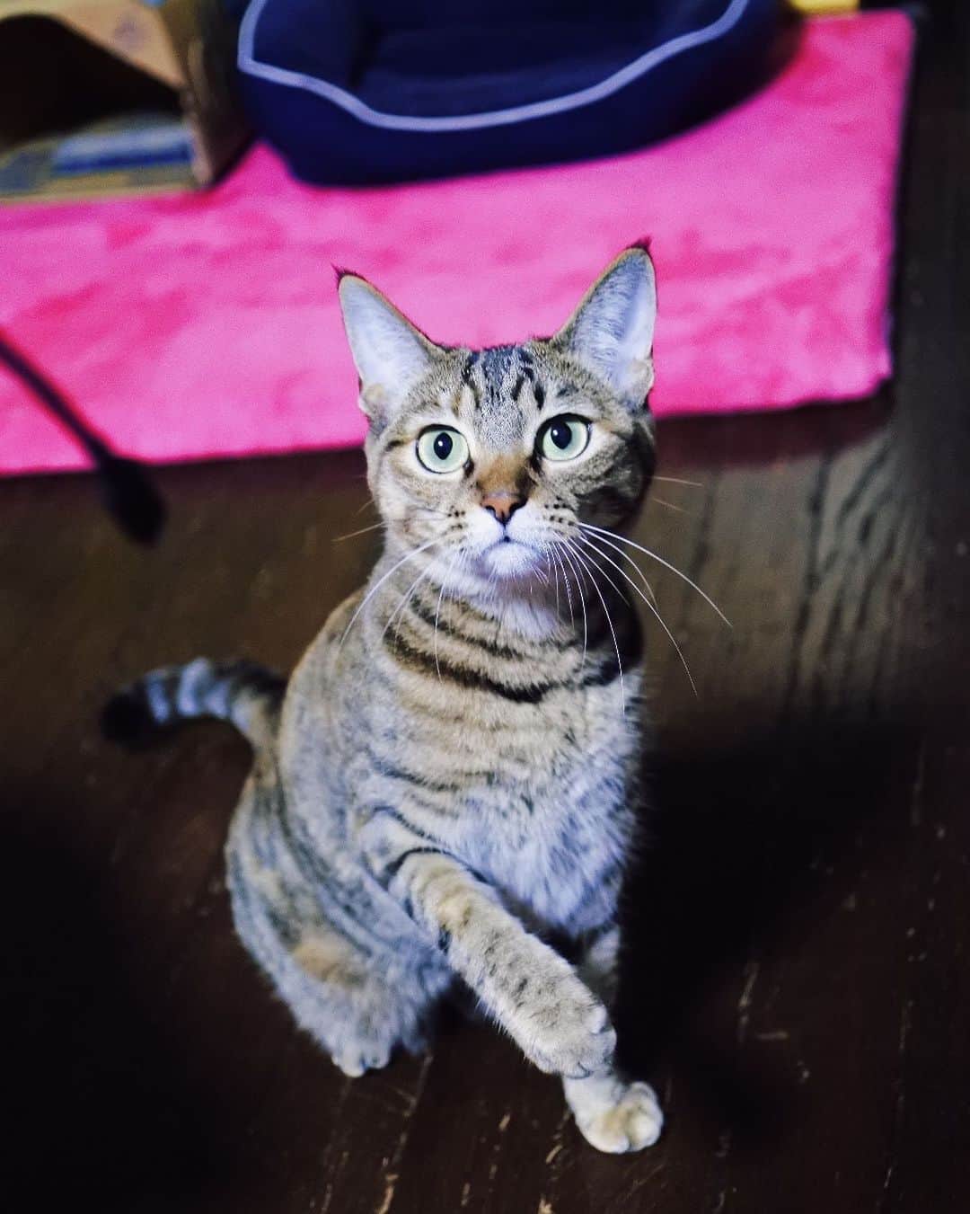 のインスタグラム：「まだ﻿#さわれない猫 、あやちゃん。 今は目👀を合わせなければ30cmくらいまで近付いても大丈夫。最初の頃に比べたらかなり距離が縮まりました☺️❤️ そばに来たらチャンスとばかりに何でもいいからおもちゃにして遊びます。今夜はスマホの充電ケーブル🔌😅  #kitty#catstagram#catstagram_japan#petstagram#picneko#instacat#meow#catoftheday#catofworld#ilovemycat#funnycat#猫#ねこ#にゃんこ#みんねこ#にゃんだふるらいふ#ふわもこ部#ねこまみれ#キジトラ#元野良#保護猫#ねこのいる暮らし Aya-chan」