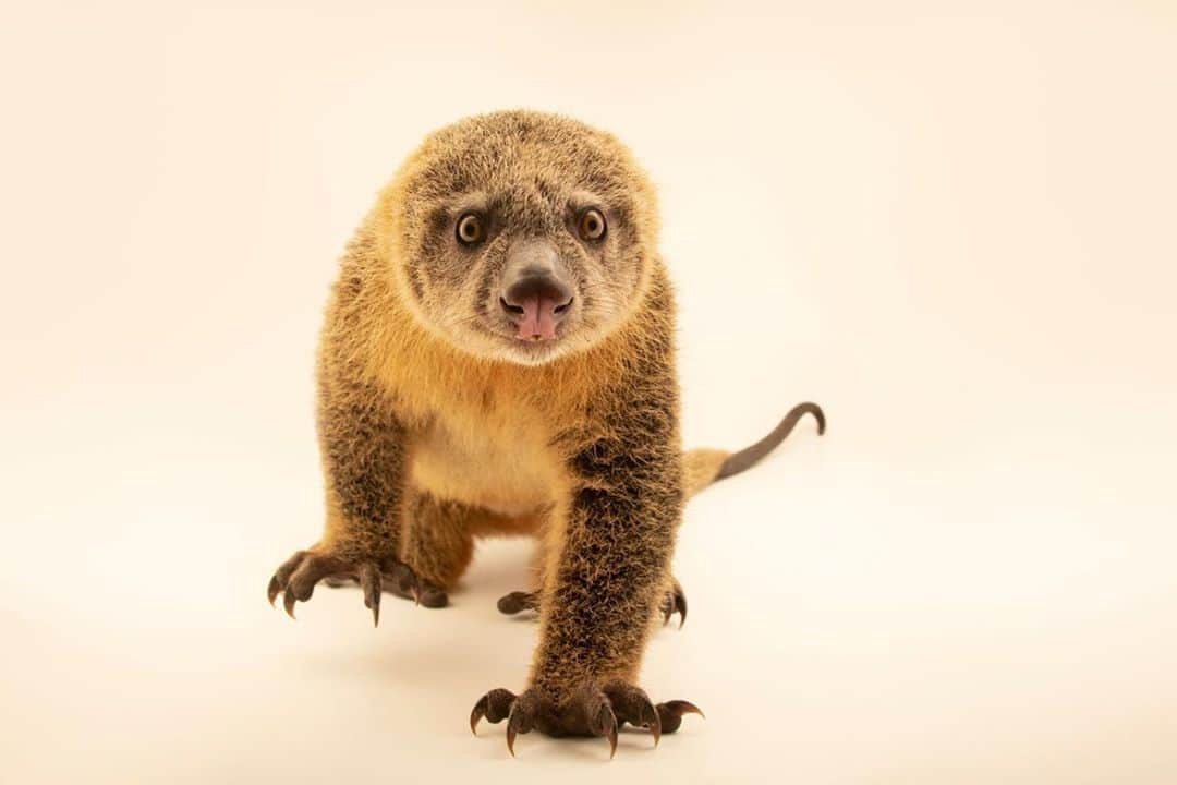 Joel Sartoreさんのインスタグラム写真 - (Joel SartoreInstagram)「As we count down to part two of the Photo Ark special airing this Saturday at 10/9pm central on NatGeo Wild, we’re showcasing even more animals you’ll meet on the show! Found throughout parts of Indonesia, the Talaud bear cuscus is considered extremely rare and hard to spot in the wild. As an arboreal and nocturnal species, the cuscus spends its days resting in tree hollows, becoming most active after the sun goes down. While they will occasionally work their way down to the ground, this species prefers to remain up in the trees where it can avoid potential predators. Photo taken in Jakarta, Indonesia. #cuscus #talaudbear #talaudbearcuscus #nocturnal #arboreal #PhotoArkSpecial #PhotoArk #savetogether」10月19日 23時36分 - joelsartore