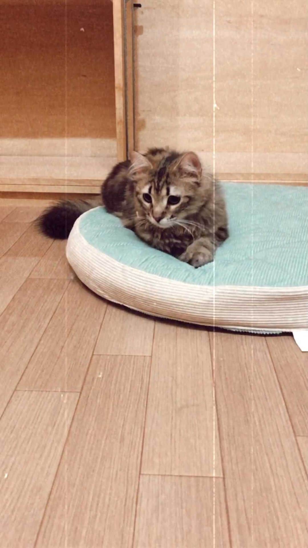 マアルのインスタグラム：「#猫 #北海道 #旭川  @psmaaru #catsofinstagram #meowfeature #kitty #catoftheday #pleasantcat #instacat #dailycat #meowed #katze #happycatclub #cats_of_day #petsofinstagram #neko #catfeature #catlover #cats #weeklyfluff #cat #catloversclub #excellent_cats #kitty #catphoto #cats_of_instagram #냥스타그램 #고양이 #แมว」