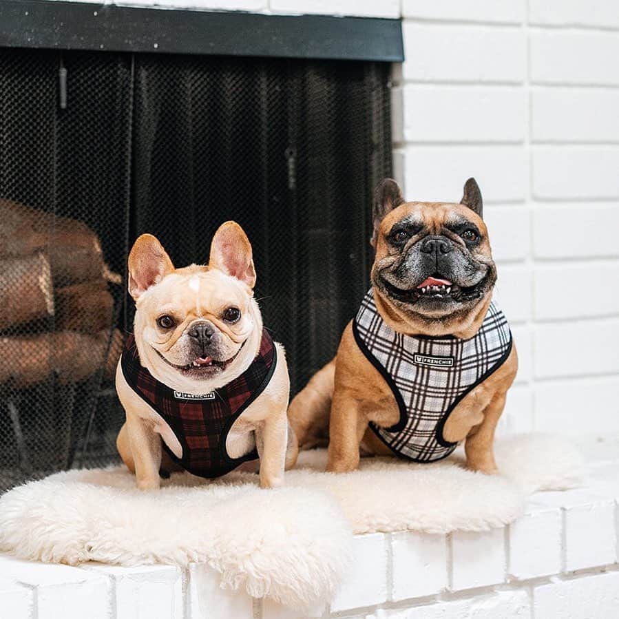 のインスタグラム：「All smiles because the NEW Fall/Winter Collections are available! ❤️Shop the FOUR new prints and scoop up favorites like Buffalo Plaid!  . . SHOP the Limited Edition Fall/Winter Collection only at www.frenchie.com 🐾 . . #frenchiepetsupply #frenchiesofinsta #pugsofinsta #frenchbulldog #frenchiesofinstagram #pug #frenchies #reversibleharness #frenchiehoodie #frenchies1 #frenchieharness #dogclothes #dogharness #frenchiegram #dogsbeingbasic #frenchieoftheday #instafrenchie #bulldogs #dogstagram #frenchievideo #cutepetclub #bestwoof #frenchies1 #ruffpost #bostonterrier #bostonsofig #animalonearth #animallover #dogs」