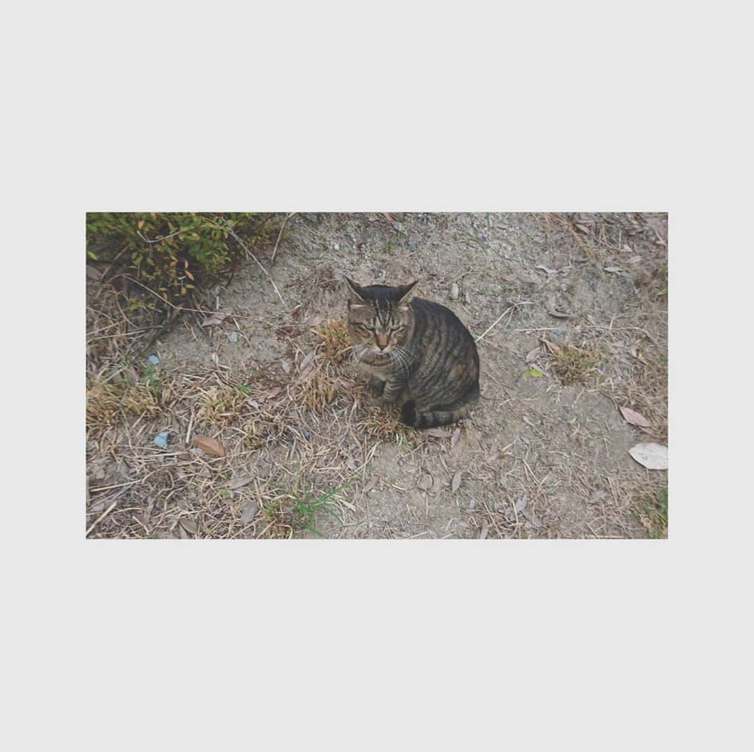 森なな子さんのインスタグラム写真 - (森なな子Instagram)「母から送られてきたネコチャンの写真。 実家からそんなに近くないバス停に現れる猫。3年くらい前？に会った時から変わらずまんまる☺️ #猫」10月19日 23時38分 - nanako.m1988