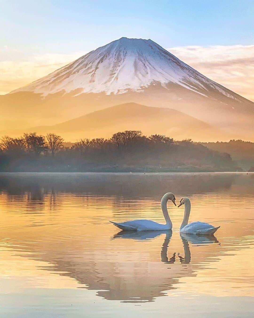 Canon Photographyさんのインスタグラム写真 - (Canon PhotographyInstagram)「Peaceful mornings in Japan 🇯🇵 Photography // @sorajiro_photo Curated by @steffeneisenacher  #swans #wildlifephotography #mtfuji #shojiko #fuji #japan」10月19日 23時43分 - cpcollectives