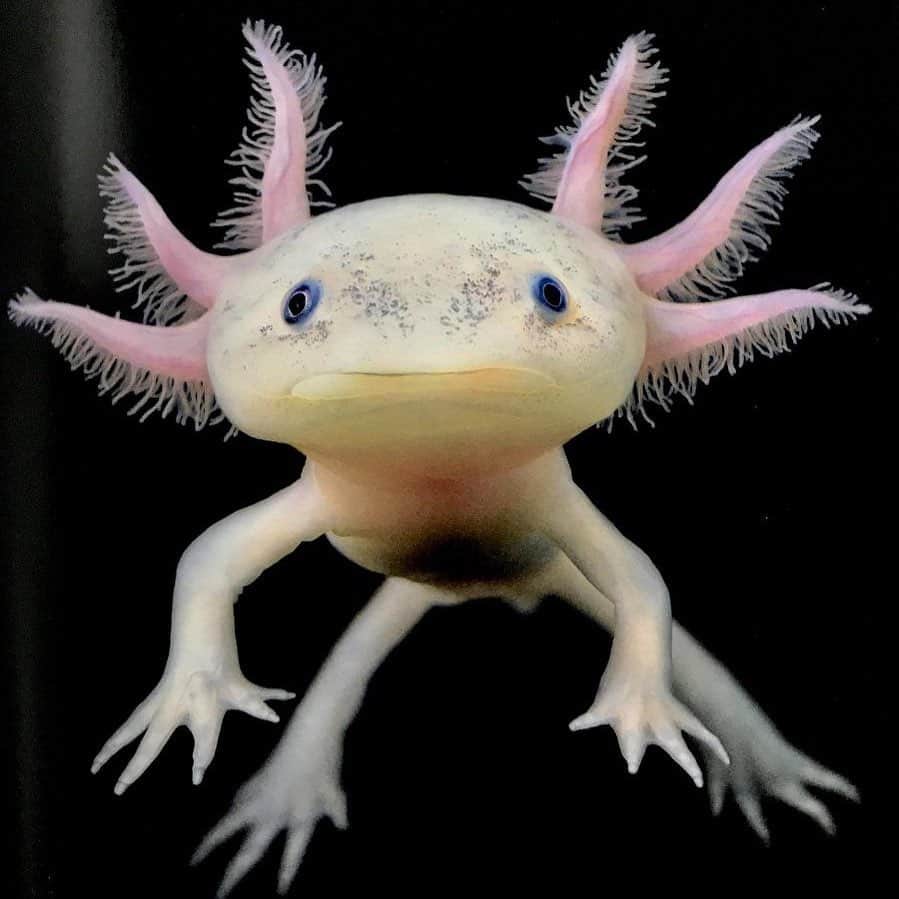 フラヴィア・ルチーニのインスタグラム：「Mexican Walking Fish 👾 #axolotl #noplanetb #noplastic」