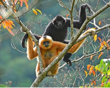 ルモンドさんのインスタグラム写真 - (ルモンドInstagram)「Les gibbons de Hainan (Nomascus hainanus) sont considérés comme l’espèce de primates la plus menacée au monde. Près de 2 000 il y a soixante ans, ils n’étaient plus que 13 en 2003, rassemblés sur cette île du sud de la Chine. L’attention extrême portée sur la réserve nationale de Bawangling a évité leur disparition immédiate. Elle avait même permis d’approcher la barre des trente individus lorsqu’en 2014, le typhon Rammasun s’est abattu sur l’archipel. Le pire ouragan enregistré dans la région depuis 1949, avec des pluies diluviennes et des glissements de terrain majeurs.⁣ Les forestiers ont donc replanté de jeunes arbres. Mais les gibbons allaient-ils tenir pendant les cinq ans nécessaires à la restauration d’une canopée digne de ce nom ? L’équipe de Bosco Chan, le responsable du département de conservation au jardin botanique de Hongkong, qui suit l’espèce depuis les années 1980, a décidé d’expérimenter en 2015 un dispositif particulièrement simple : deux cordes, tendues l’une au dessus de l’autre entre des arbres distants de plus de 15 mètres. La version la plus basique de ce que l’on nomme un « pont de singes ».⁣  De 2016 à 2019, la fréquentation s’est généralisée, à l’exception du mâle reproducteur du groupe, le plus musclé, capable de franchir, par brachiation – autrement dit en lançant son corps noir de jais d’un bras à l’autre – les quelque six mètres séparant les branches des deux arbres. A la grande surprise de Bosco Chan, presque aucune autre espèce ne s’est hasardée sur cette voie : quelques oiseaux, deux écureuils, un rongeur arboricole.⁣ -⁣ Un couple de gibbons de Hainan, la femelle est dorée, le mâle est noir.⁣ Photo : Kadoorie Farm and Botanic Garden⁣ -⁣ #science #nature #singe #foret」10月20日 0時02分 - lemondefr