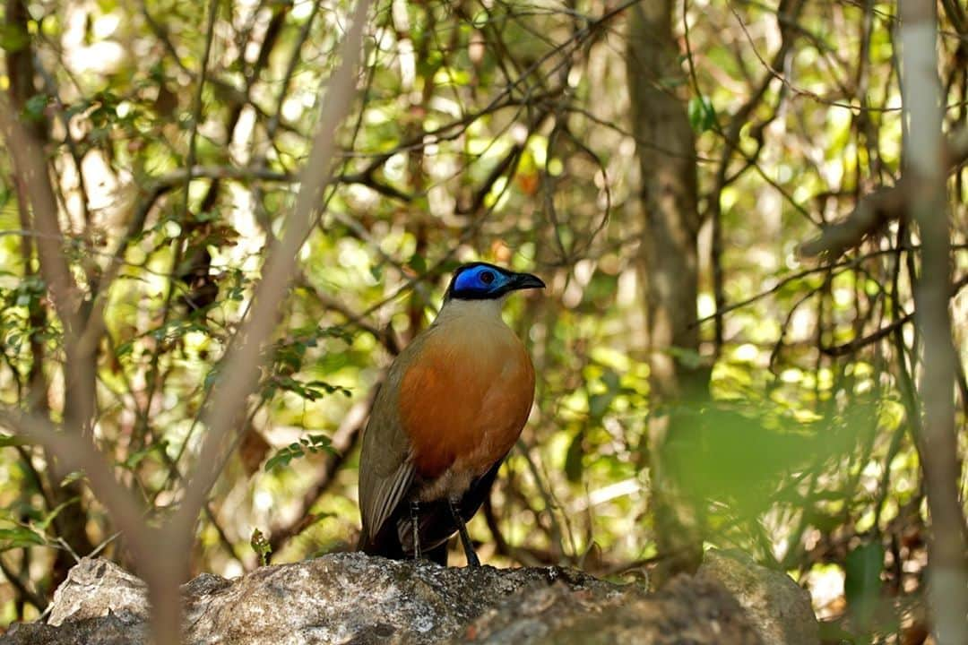 アニマルプラネットさんのインスタグラム写真 - (アニマルプラネットInstagram)「The giant coua is part of the coua bird family, which is endemic to the island of Madagascar. If you’re ever there and want to see one for yourself, you’re more likely to find the giant coua walking on the ground, as opposed to flying. #madagascarmonday . . . . . . . #coua #giantcoua #animalplanet #couas #couabird #madagascar #animalsofmadagascar #pictureoftheday #photooftheday」10月20日 0時23分 - animalplanet