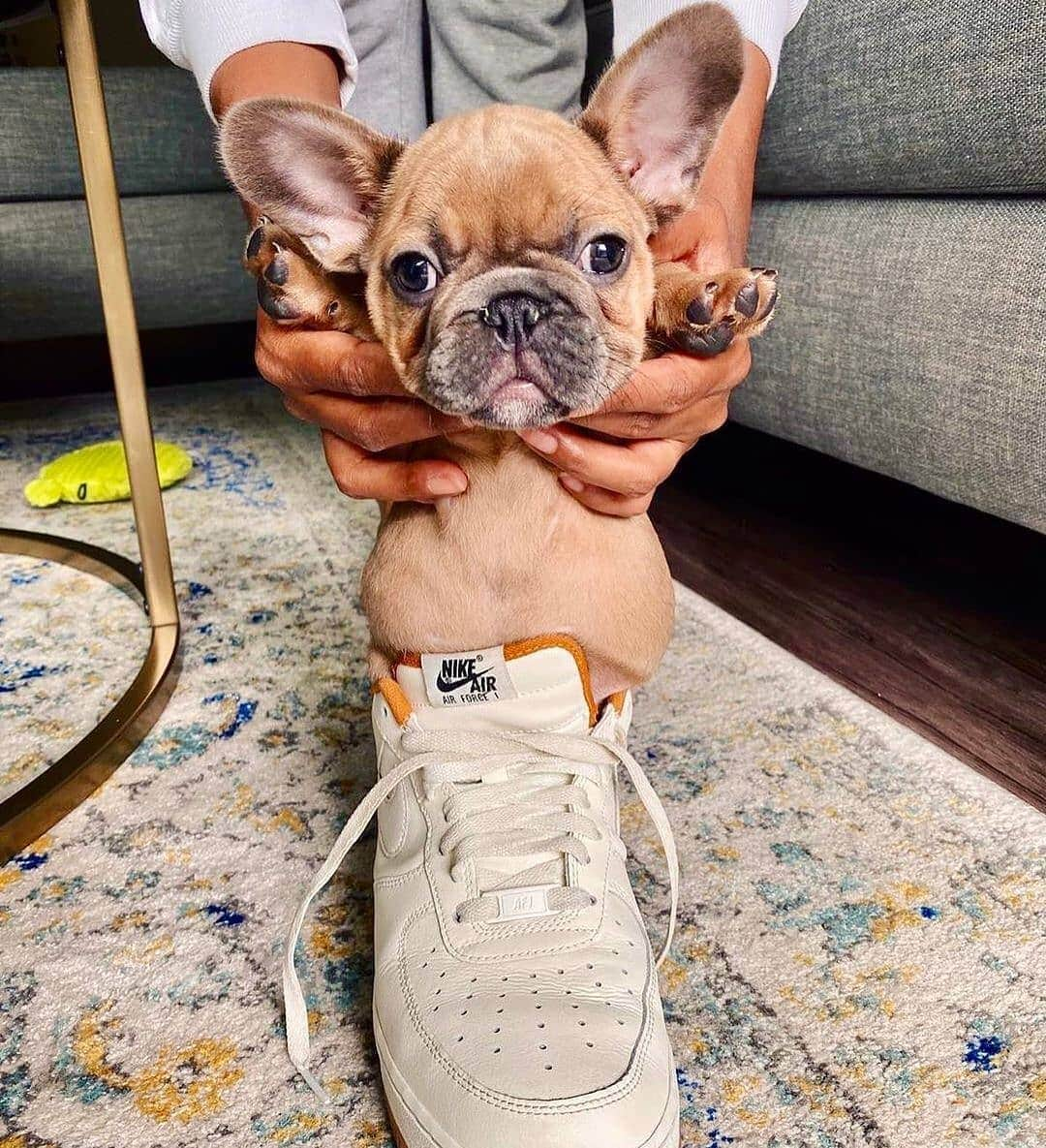 French Bulldogさんのインスタグラム写真 - (French BulldogInstagram)「Cuteness overloaded 🥺🥰♥️ @sirlenoxthefrenchie . .  . . . #frenchbull #frenchbulldogs #frenchie #bullypics #bulldogs #frenchbulldoglife #法国斗牛犬 #frenchbulldogpuppy #frenchyfanatics #frenchielovers #frenchielove #buhistagram #frenchielife #frenchbulldogsofinstagram #franskbulldog #frenchiebulldog #frenchiephotos #buhigram #frenchbulldog #frenchiegram #bullys」10月20日 0時32分 - frenchie.world