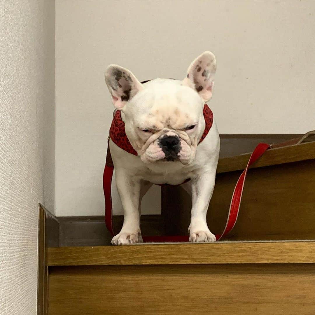 のインスタグラム：「マイリー散歩 散歩に行く前のダダコネ儀式。 怖い顔をする。  #buhi #ブヒ #ぶひ #フレンチブルドッグ #フレブル #frenchbulldog #なべやかん #フレブル好きと繋がりたい #フレブルのいる生活 #マイリー散歩 #マイリー #miley #下北沢 #下北沢散歩」