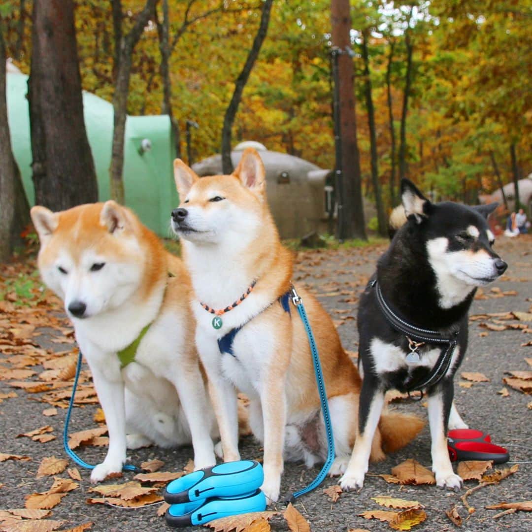 vo_coのインスタグラム：「🐾🎂 ころはる家 @koroharu_shiba の旅行に合流する形で羽鳥湖&那須にGoToしてきました🚙 夜はBBQ&もつ鍋パーティーしたり、両家の10月生まれ達を一緒にお祝いしたりして楽しかったなー ご近所だった数年前は、お互いの家で鍋したり食材分け合ったりしてたけど、最近すっかりご無沙汰してたから懐かしかった！一緒に旅行なんて行ったのは結婚して以来初めてかも うちは子連れでの宿泊旅行は初めてだったしころはる家もたまこいるし、ご近所生活してた頃には将来こんなことになってるなんて想像出来なかったな笑 子供たちも柴たちもお疲れ様！ また機会があれば行きたいね！ * #ころはるこた #shibastagram #instashiba #shiba #shibainu #黒柴 #柴犬」