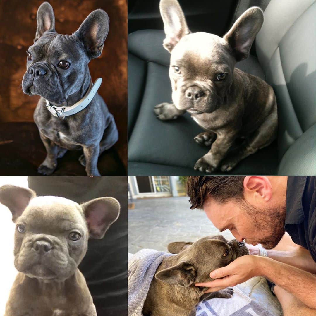 オウェイン・イオマンさんのインスタグラム写真 - (オウェイン・イオマンInstagram)「Ugh this is heartbreaking for me to write but our wonderful French Bulldog ‘Cash’ passed away this weekend. Cash was so much more than just a dog to me; he was our boy, I used to joke that he was our first child(!) It’s impossible to sum up what an extraordinary companion Cash was in just a few words but I know everyone who met him was overwhelmed by his positivity, light and playfulness. In his 9 years I don’t think I ever felt like Cash had a bad mood. He was always a bright light to come home to, a fierce protector of his home and family and with a stamina to play and run that was only exceeded by his huge loving heart. The house is definitely feeling his absence; the little tick-tick of his paws on the floor, his barking at the door and the clinking of his collar against his food bowl when he ate. Thank-you Cash for being so much more than just a Pet. You were and will always be part of our family. A loyal and trusted friend always ready to give out hugs, kisses and warmth wherever he went. We miss you so much it hurts but we know it’s only because you gave us such incredible companionship. Your light was so bright and you were a part of every family mile stone we have experienced over this last decade. Cash was diagnosed with hermangiosarcoma and the last few months had seen a steady decline in his health. I know you are released and at peace from being sick now my love and enjoying Doggie heaven surrounded by your favorite treats and stuffie toys and that’s what gives us strength in this difficult time. You were just the most magnificent right hand buddy and we thank you from the bottom of our aching hearts for giving us so many years of love, happiness and joy. I will miss you everyday but we are all so grateful we got to have you be part of our family. Rest In Peace my little Prince. You are beloved and treasured in our hearts. X #rip #bestdog #bestdogever #heartbroken #CashYeoman #frenchbulldog #frenchie #love #beauty #friendship #ourwonderfuldog #dog #bestfriend #ourboy」10月20日 0時33分 - owainyeoman