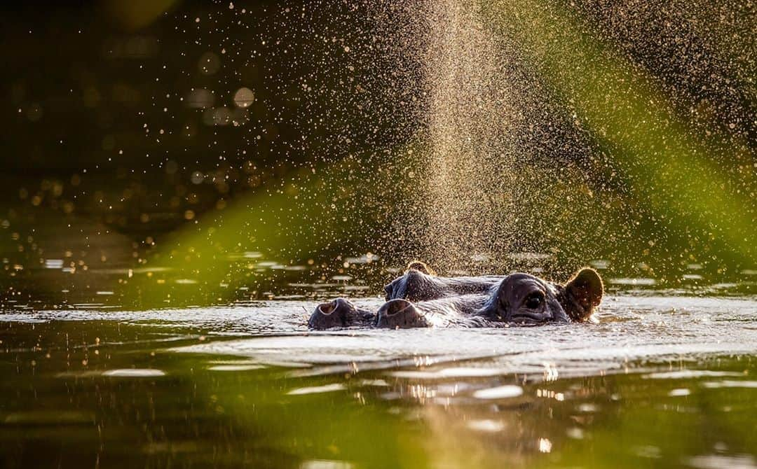 Canon UKさんのインスタグラム写真 - (Canon UKInstagram)「Wildlife photography can be extremely challenging due to the unpredictability of animal behaviour. But the results can be so rewarding.  Check out the free Canon Photo Companion app* for some amazing tips for improving your shots.  *Available on the App store and Google Play  📷 by @kierranallen Camera: EOS-1D X Mark II Lens: EF 400mm f/2.8L IS II USM Shutter Speed: 1/8000, Aperture: f/4, ISO 800」10月20日 0時49分 - canonuk