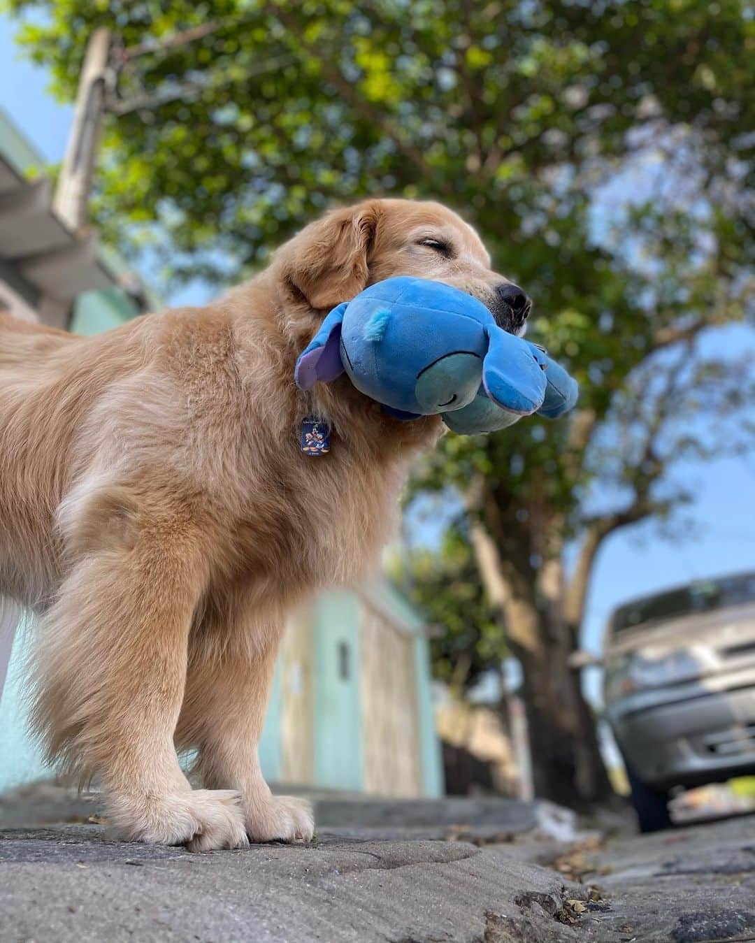 Bobさんのインスタグラム写真 - (BobInstagram)「Caras e Bocas by Bob & Marley  😀🙃😴😌😑☺️ . . . #pets #photooftheday #petsofinstagram #instagrammers #instagram #instadaily #vejasp #goldenretriever #goldenretrievers #goldenretrieversofinstagram #dogs #dogstyle #dogoftheday #dogsofinstagram #saopaulo #gudfriends #photography」10月20日 0時42分 - bob_marley_goldenretriever