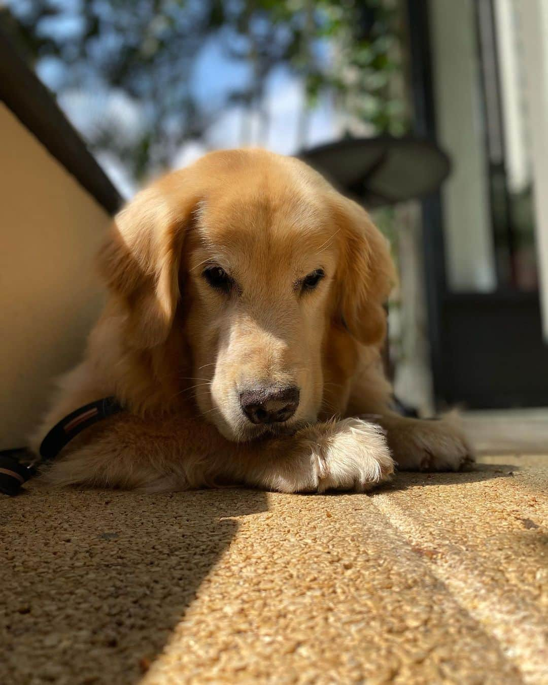 Bobさんのインスタグラム写真 - (BobInstagram)「Caras e Bocas by Bob & Marley  😀🙃😴😌😑☺️ . . . #pets #photooftheday #petsofinstagram #instagrammers #instagram #instadaily #vejasp #goldenretriever #goldenretrievers #goldenretrieversofinstagram #dogs #dogstyle #dogoftheday #dogsofinstagram #saopaulo #gudfriends #photography」10月20日 0時42分 - bob_marley_goldenretriever