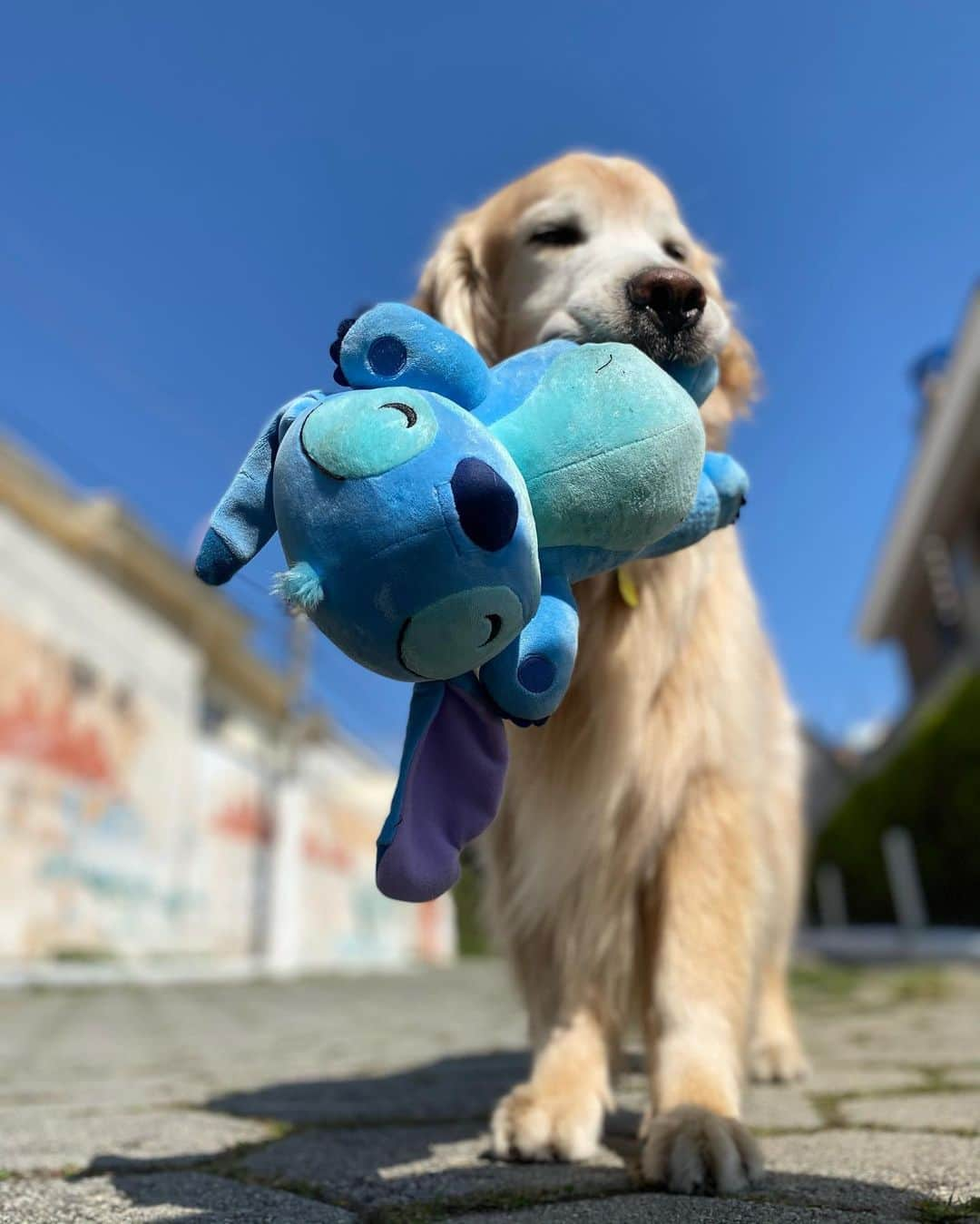 Bobさんのインスタグラム写真 - (BobInstagram)「Caras e Bocas by Bob & Marley  😀🙃😴😌😑☺️ . . . #pets #photooftheday #petsofinstagram #instagrammers #instagram #instadaily #vejasp #goldenretriever #goldenretrievers #goldenretrieversofinstagram #dogs #dogstyle #dogoftheday #dogsofinstagram #saopaulo #gudfriends #photography」10月20日 0時42分 - bob_marley_goldenretriever