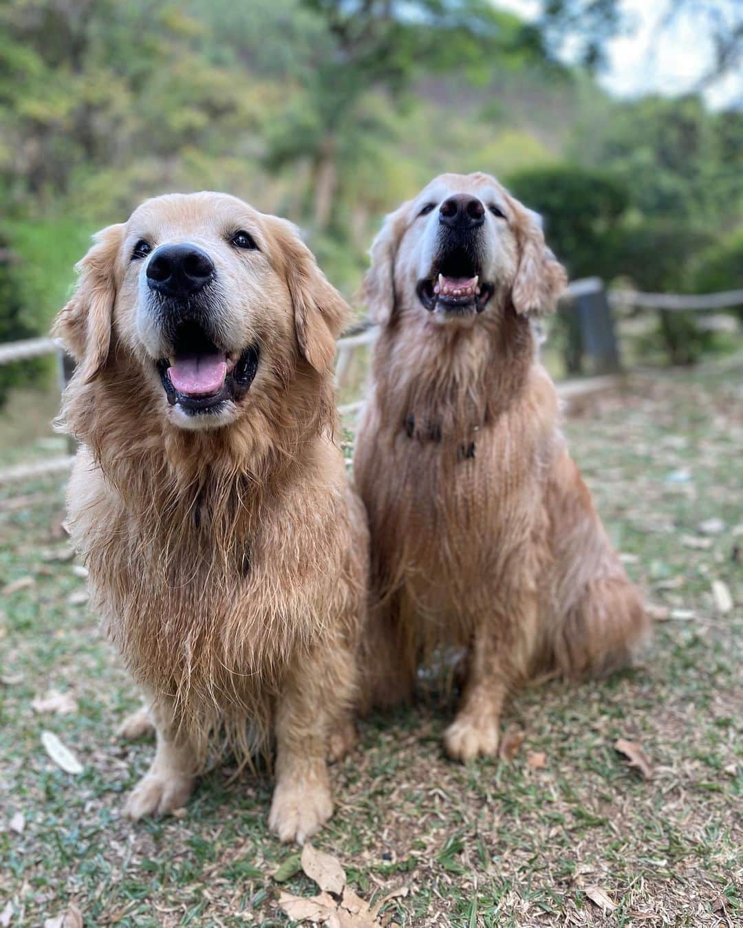 Bobさんのインスタグラム写真 - (BobInstagram)「Caras e Bocas by Bob & Marley  😀🙃😴😌😑☺️ . . . #pets #photooftheday #petsofinstagram #instagrammers #instagram #instadaily #vejasp #goldenretriever #goldenretrievers #goldenretrieversofinstagram #dogs #dogstyle #dogoftheday #dogsofinstagram #saopaulo #gudfriends #photography」10月20日 0時42分 - bob_marley_goldenretriever