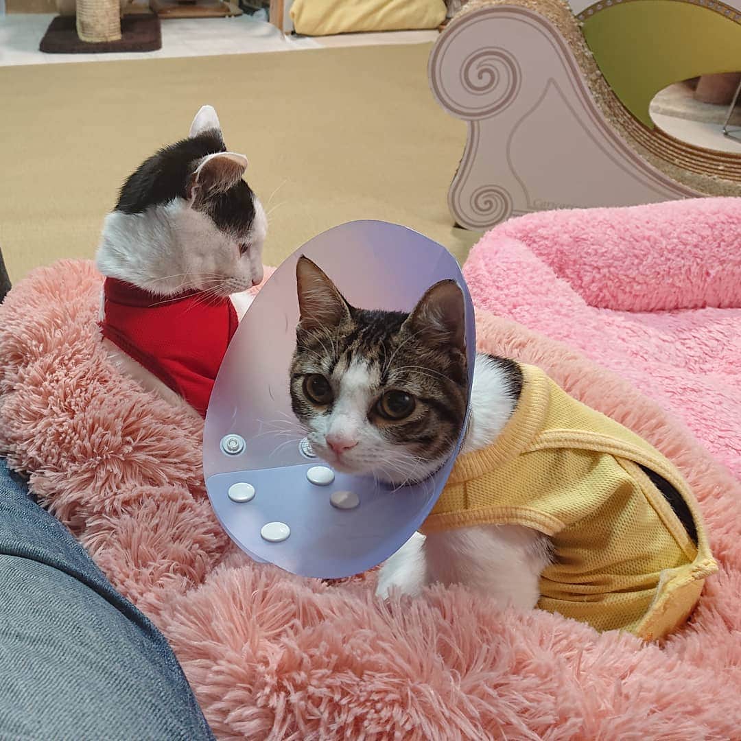 Miaouのインスタグラム：「今年は仔猫達がつかってくれた ピンクの丸いベッド #みゃうの猫部屋日記」
