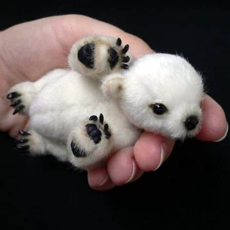 Baby Animalsさんのインスタグラム写真 - (Baby AnimalsInstagram)「Tag someone who needs to see a baby polar bear! 😍」10月20日 0時48分 - thebabyanimals