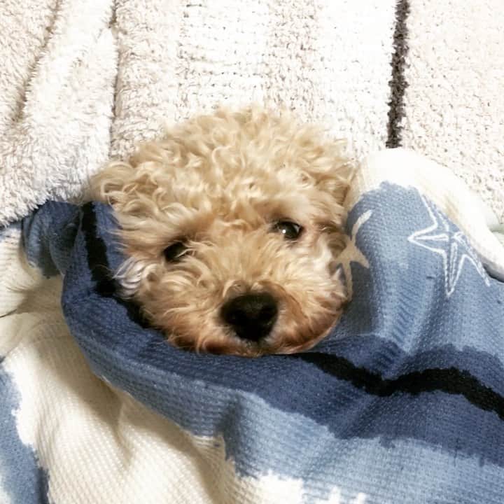 チャチャ丸のインスタグラム：「スヤスヤ・・・(嘘寝) #かわいこぶる #トイプードル #スヤスヤボーイ #wepetクリスマス #イコール」