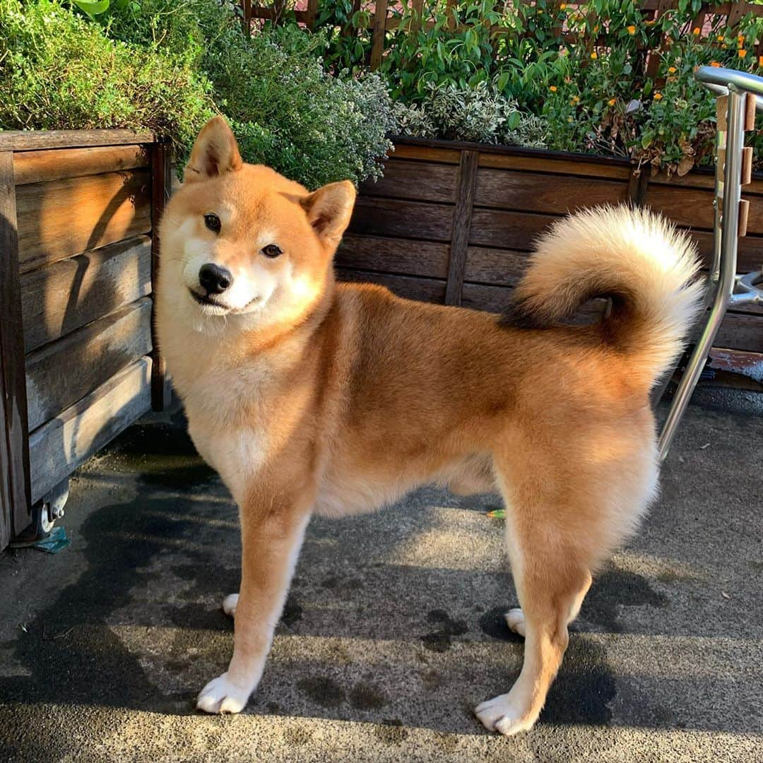 Shibainu Pontaさんのインスタグラム写真 - (Shibainu PontaInstagram)「☀️❣️  風は冷たいけど太陽が気持ちいい日。  . #shibainu#melbourne#メルボルン#柴犬#ぽんしゃん」10月19日 16時37分 - pontasyk