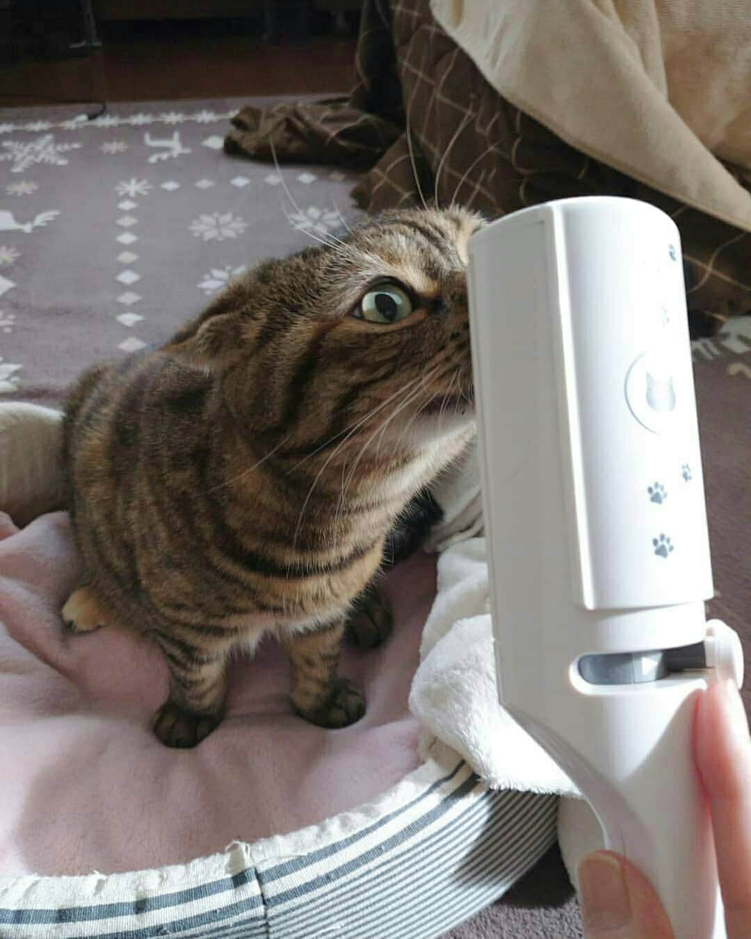 猫壱（ねこいち•ネコイチ）のインスタグラム