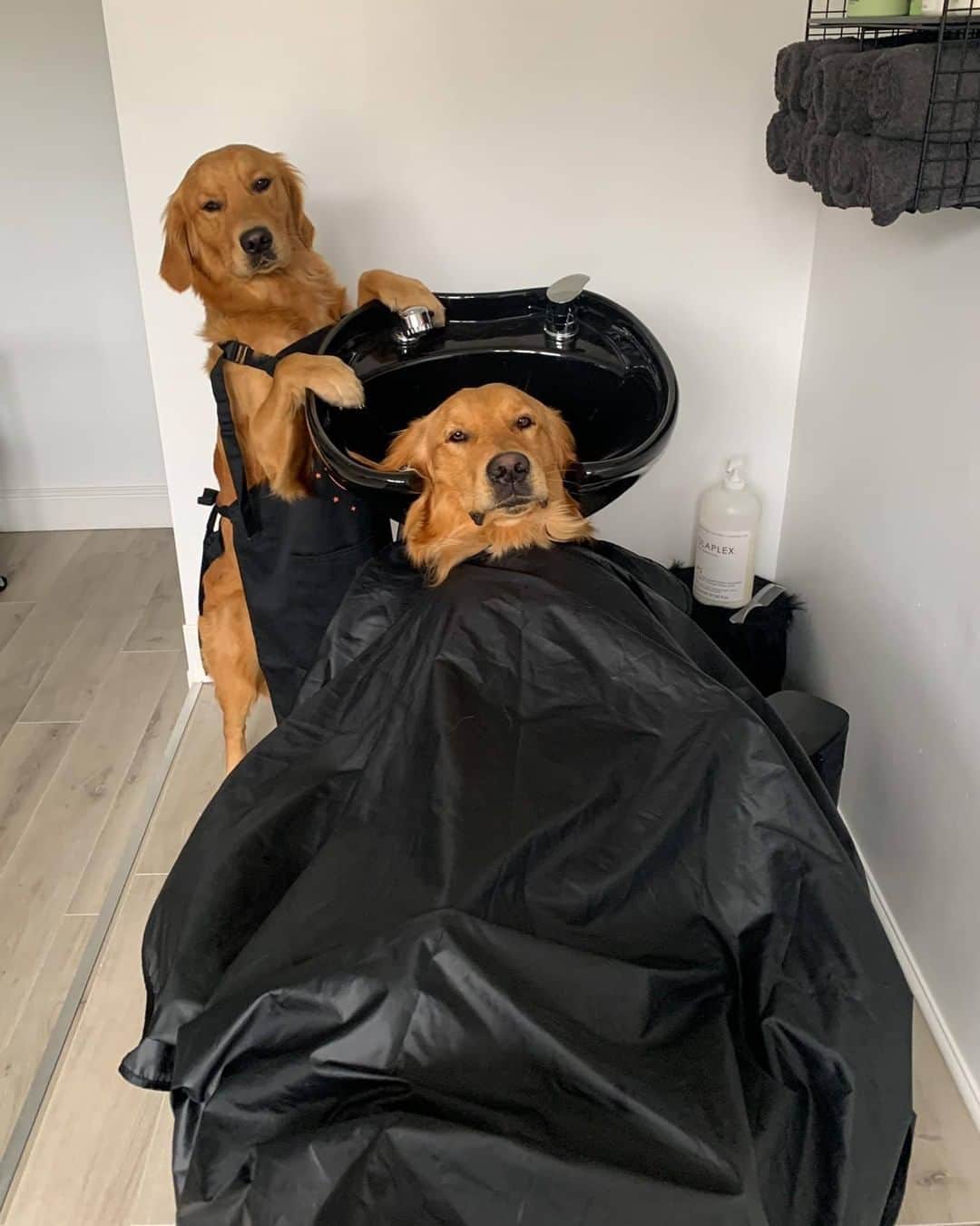 のインスタグラム：「“Wash and blow dry please sir” - Want to get featured like them? Join “The Barked Club” on FACEBOOK and post something now! 👉 barked.com - 📷 @fredrickandroyston - #TheBarkedClub #barked #dog #doggo #GoldenRetriever #GoldenRetrievers」