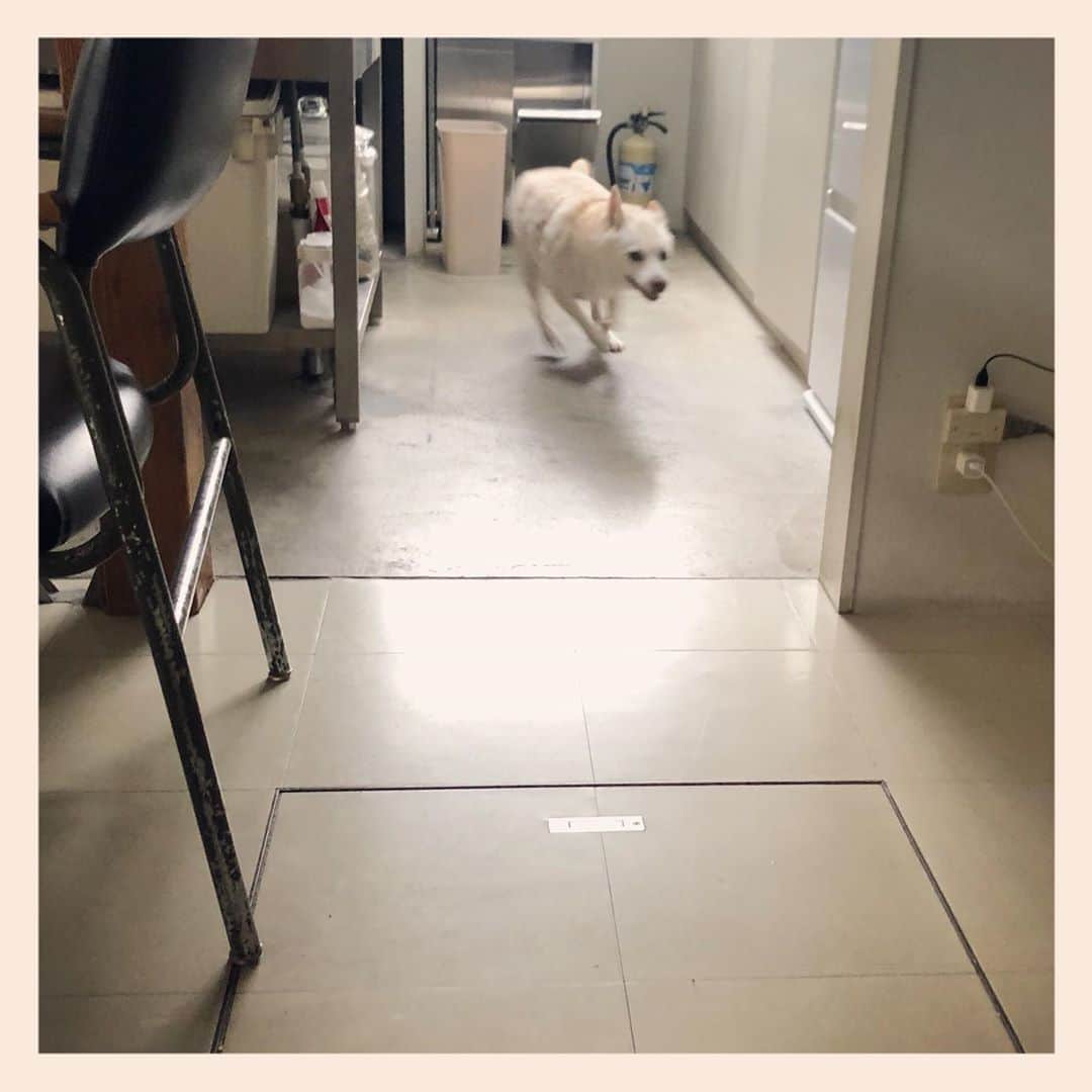 パンといっぴきのインスタグラム：「絶好調でした✨  #元保護犬 #雑種犬 #crossbreed #mixdog #キップル14歳　#走る犬」