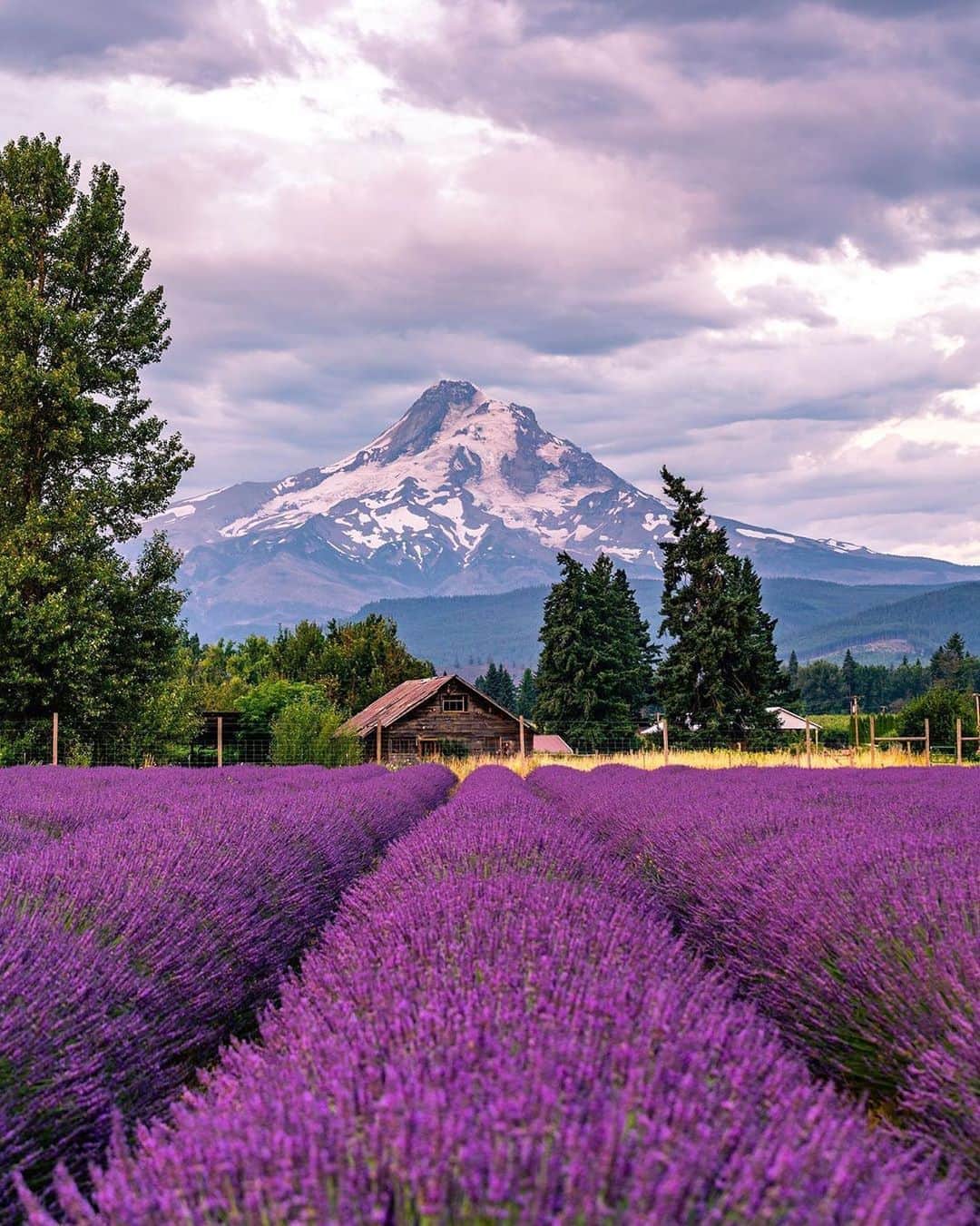 BEAUTIFUL DESTINATIONSさんのインスタグラム写真 - (BEAUTIFUL DESTINATIONSInstagram)「In love with lavender? 💜 Reinvigorate your love for nature at the breathtaking Lavender Valley Farm, which boasts a majestic view of Mt. Hood. Here you can enjoy a picnic, take memorable photos, and spend quality time with loved ones—furry friends, included.   Opening again on May 2021, it's a destination you can't miss out on. Bookmark this, mark your calendars, and tag friends you want to take here! 🗓   📸 @n1ck_on 📍 Lavender Valley Farms, Mount Hood, Oregon」10月19日 17時01分 - beautifuldestinations