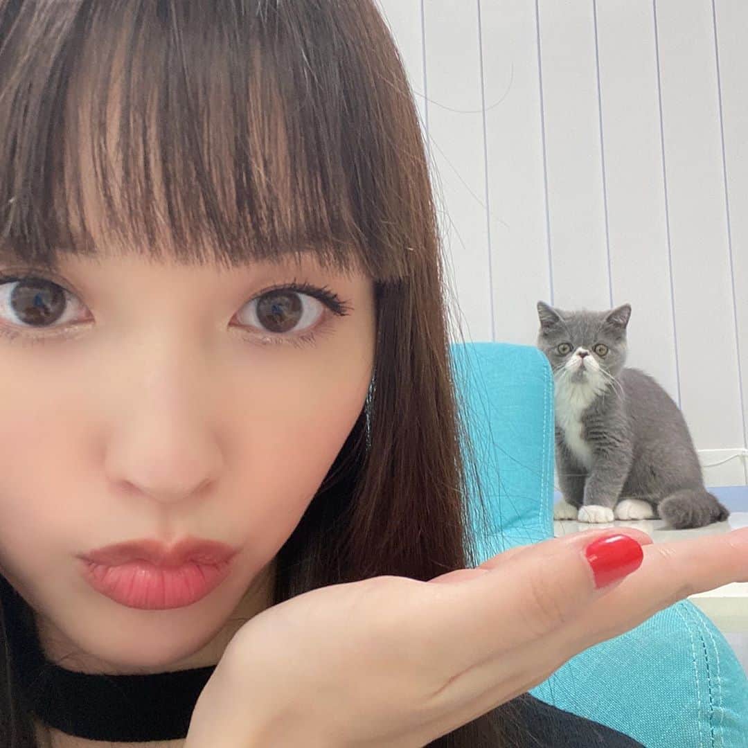 千吉良恵子さんのインスタグラム写真 - (千吉良恵子Instagram)「#鈴木えみ　@emisuzuki_official ちゃんが ふうに会いに来てくれました😍💕 #手乗りふう #三枚目のえみちゃんのとろける様な笑顔がたまらない💕 また遊びに来て😸💕 えみちゃんが帰る時ドアのところでえみちゃんのコートに隠れて出て来なくなっちゃって😅💦ふうもえみちゃんにメロメロでした😍💕」10月19日 17時16分 - chigirakeiko