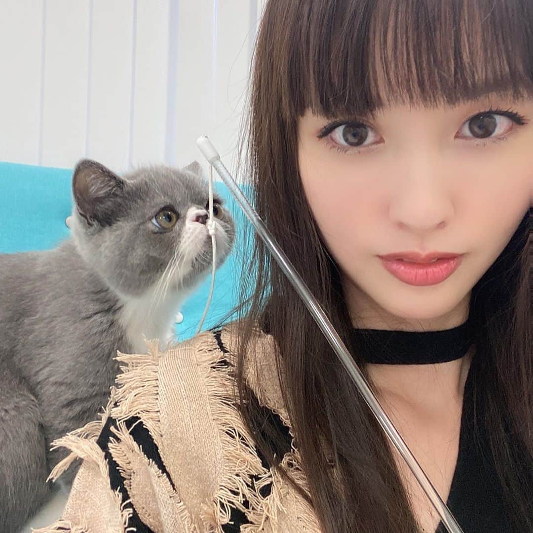 千吉良恵子さんのインスタグラム写真 - (千吉良恵子Instagram)「#鈴木えみ　@emisuzuki_official ちゃんが ふうに会いに来てくれました😍💕 #手乗りふう #三枚目のえみちゃんのとろける様な笑顔がたまらない💕 また遊びに来て😸💕 えみちゃんが帰る時ドアのところでえみちゃんのコートに隠れて出て来なくなっちゃって😅💦ふうもえみちゃんにメロメロでした😍💕」10月19日 17時16分 - chigirakeiko