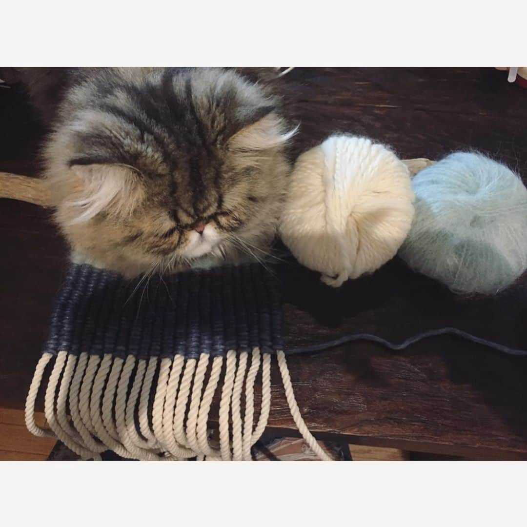 ミッシュさんのインスタグラム写真 - (ミッシュInstagram)「毛玉🧶が３つ  #いつかの写真 #mau まだ#1歳になってない頃かな  #何かしてると#すぐ乗ってくる  #全くおかまいなし  #変わらず今も 😄  #猫あるある  #misch1207s  #鼻ぺちゃ#cat #ねこあつめ #にゃんすたぐらむ#猫と暮らす #ペルシャ#persian  #ねこ #ネコ #猫  #neko #猫部 #ねこ部 #にゃんだふるらいふ #catstagram #catlover #catsofinstagram#cats_of_instagram」10月19日 17時17分 - misch1207s