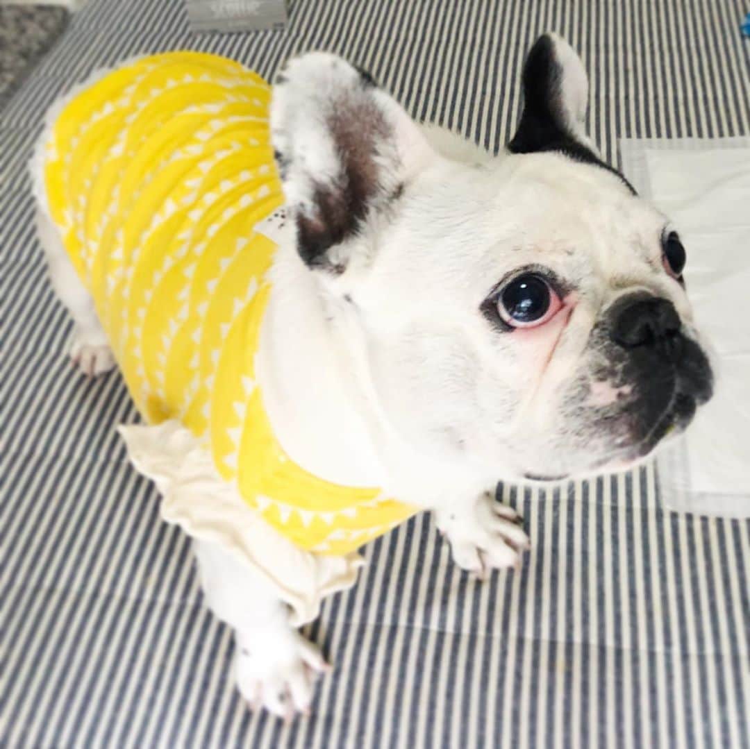 進藤やす子のインスタグラム：「✳︎ 黄色がよく似合う💛 . 個人的にふうちゃん🐼は黄色のイメージなの。なんにも動じないし、なんだかおかしくて可愛い感じがね😁 . . #ふうこ日記 #ふうちゃん🐼 #ふがれす卒業生 #保護犬出身 #元保護犬 #フレンチブルドッグ #フレンチブルドッグパイド」