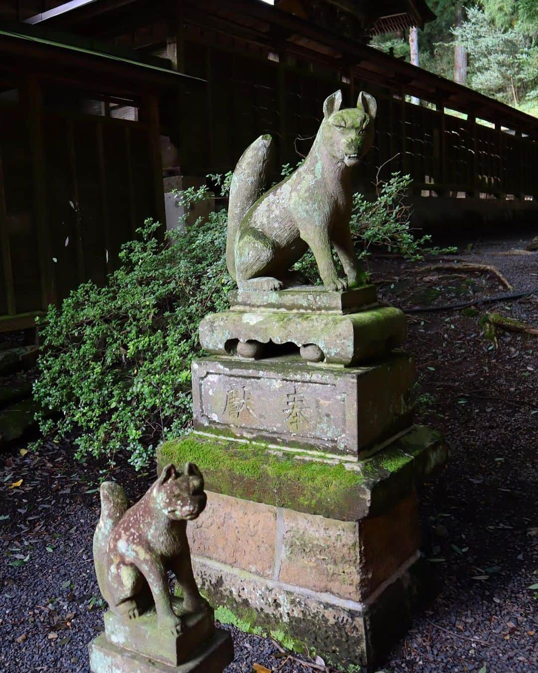 Rediscover Fukushimaさんのインスタグラム写真 - (Rediscover FukushimaInstagram)「At Nanko Shrine I felt enchanted by the beautiful towering trees and the charming little features.✨  Like this family of fox statues! 🦊💕  After visiting the main shrine, walk a bit deeper into the forest to find this red Tori gate ⛩, a smaller shrine, and the four little foxes. 🦊🦊🦊🦊  🍁To learn more about the rich history of Nanko shrine check out our website: https://fukushima.travel/destination/nanko-park/53   #NankoShrine #Torigate #Shrine #Shinto #Japan #Japantrip #Travel #Shirakawa #Foxes #Nature #Mystical #Touhoku #visitfukushima! #Fukushima #fukushimagram #Red」10月19日 17時26分 - rediscoverfukushima