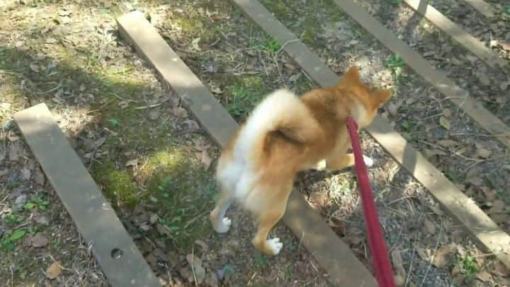 柴犬たま Shibainu Tamaのインスタグラム