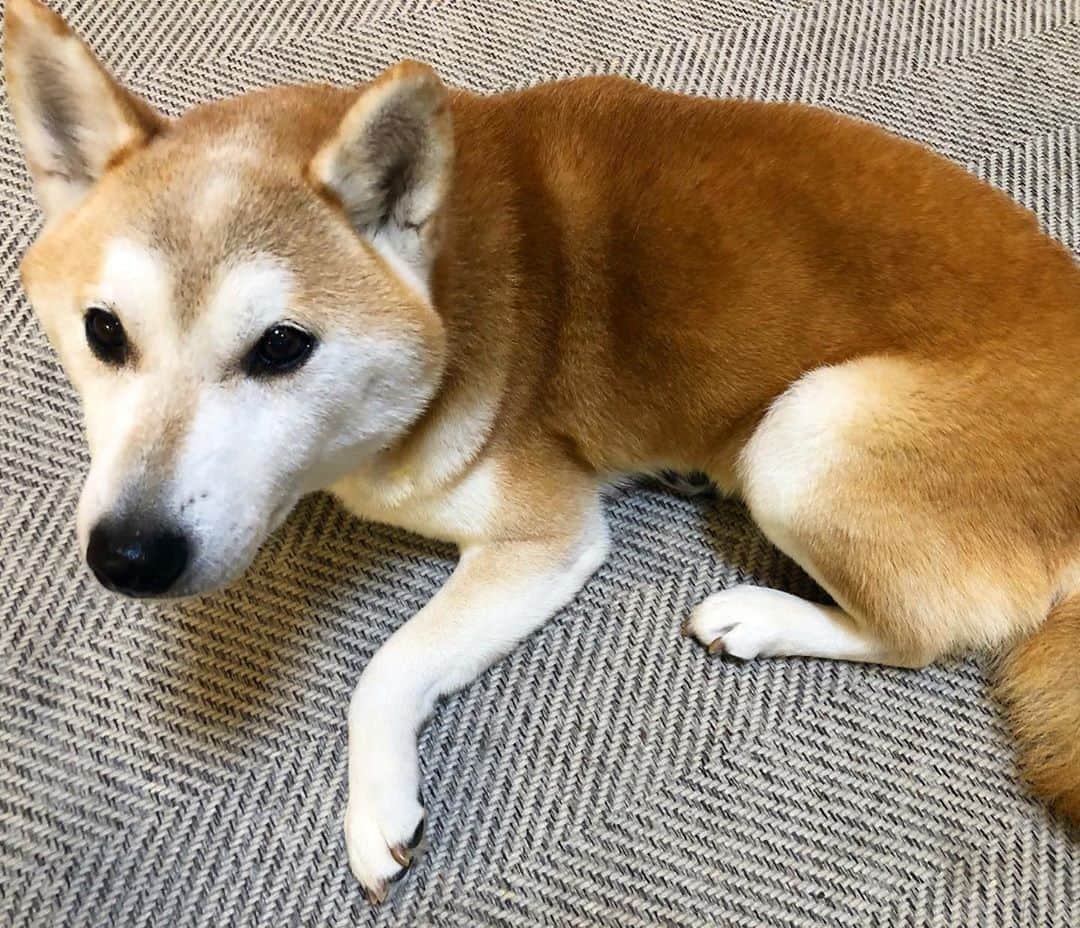 千秋さんのインスタグラム写真 - (千秋Instagram)「近所に大人気のうちの犬🐕  #柴犬 #しばいぬ ##shibainu #🐶」10月19日 18時17分 - chiaki77777