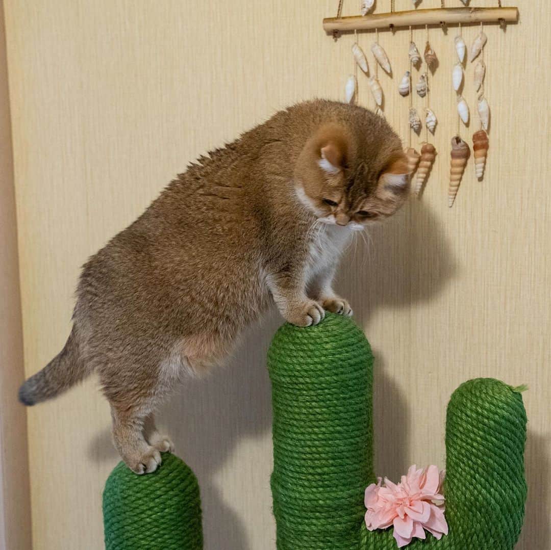 Hosicoさんのインスタグラム写真 - (HosicoInstagram)「Being active is great for our positive mood. 🌵🐐」10月19日 18時20分 - hosico_cat