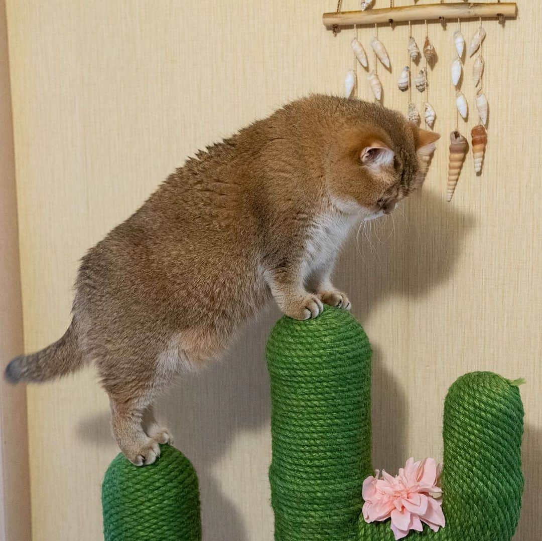 Hosicoさんのインスタグラム写真 - (HosicoInstagram)「Being active is great for our positive mood. 🌵🐐」10月19日 18時20分 - hosico_cat