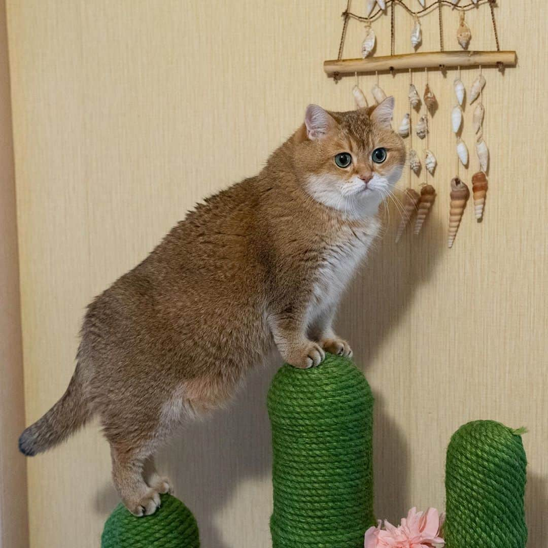 Hosicoさんのインスタグラム写真 - (HosicoInstagram)「Being active is great for our positive mood. 🌵🐐」10月19日 18時20分 - hosico_cat