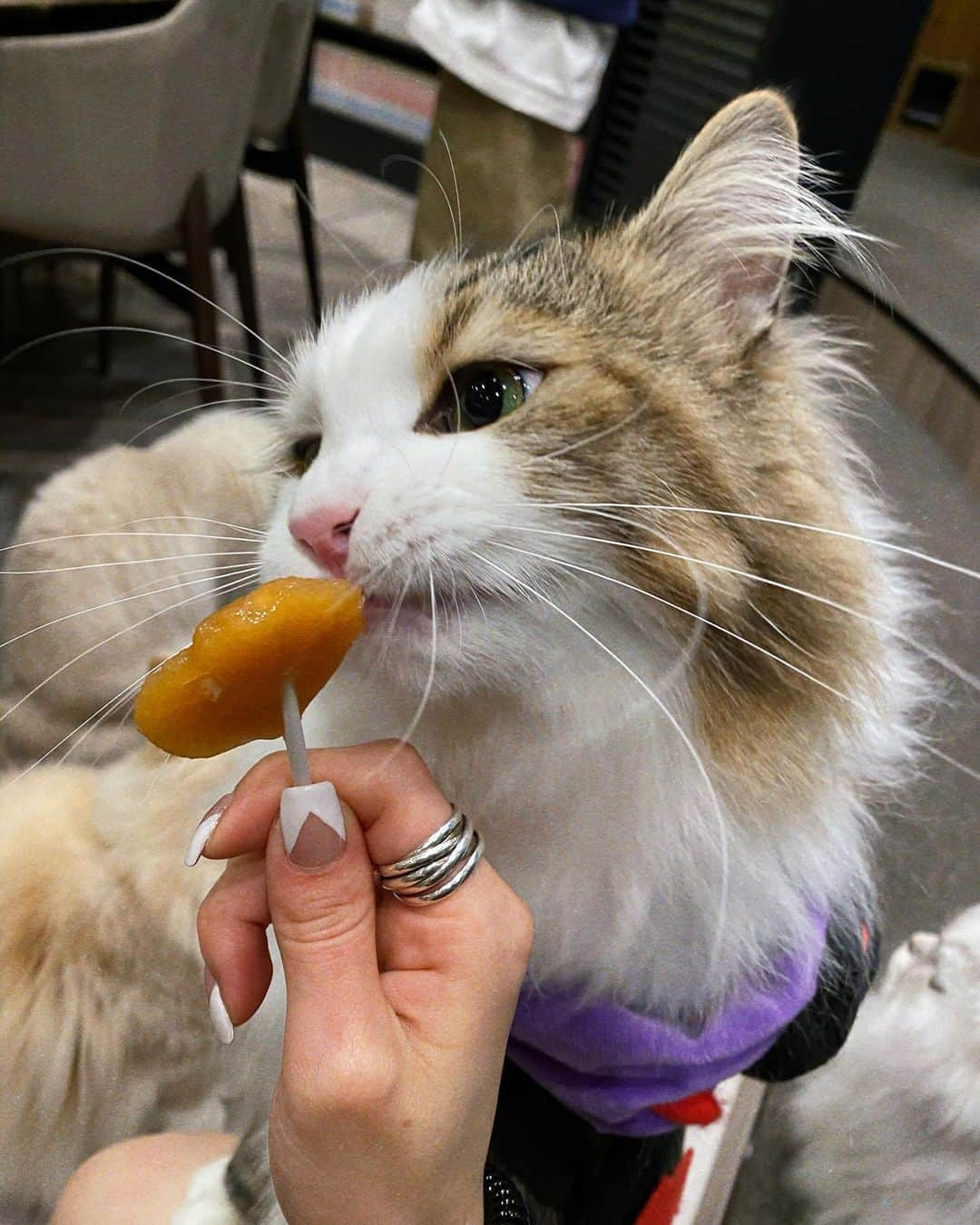 所谷舞さんのインスタグラム写真 - (所谷舞Instagram)「@natsuha_maeyama と初猫カフェ行ってきた🐱💓 . みんなHalloweenの仮装してて可愛かったなぁ🤤 漫画もあるし、飲み物もあるし １時間あっとゆーまだったなぁ🥺 癒されたぁぁぁ😩🌼 マスクはずっとしてたよ🐈 . . . #猫カフェmocha  #猫カフェ #渋谷猫カフェ」10月19日 18時35分 - _mai_i_