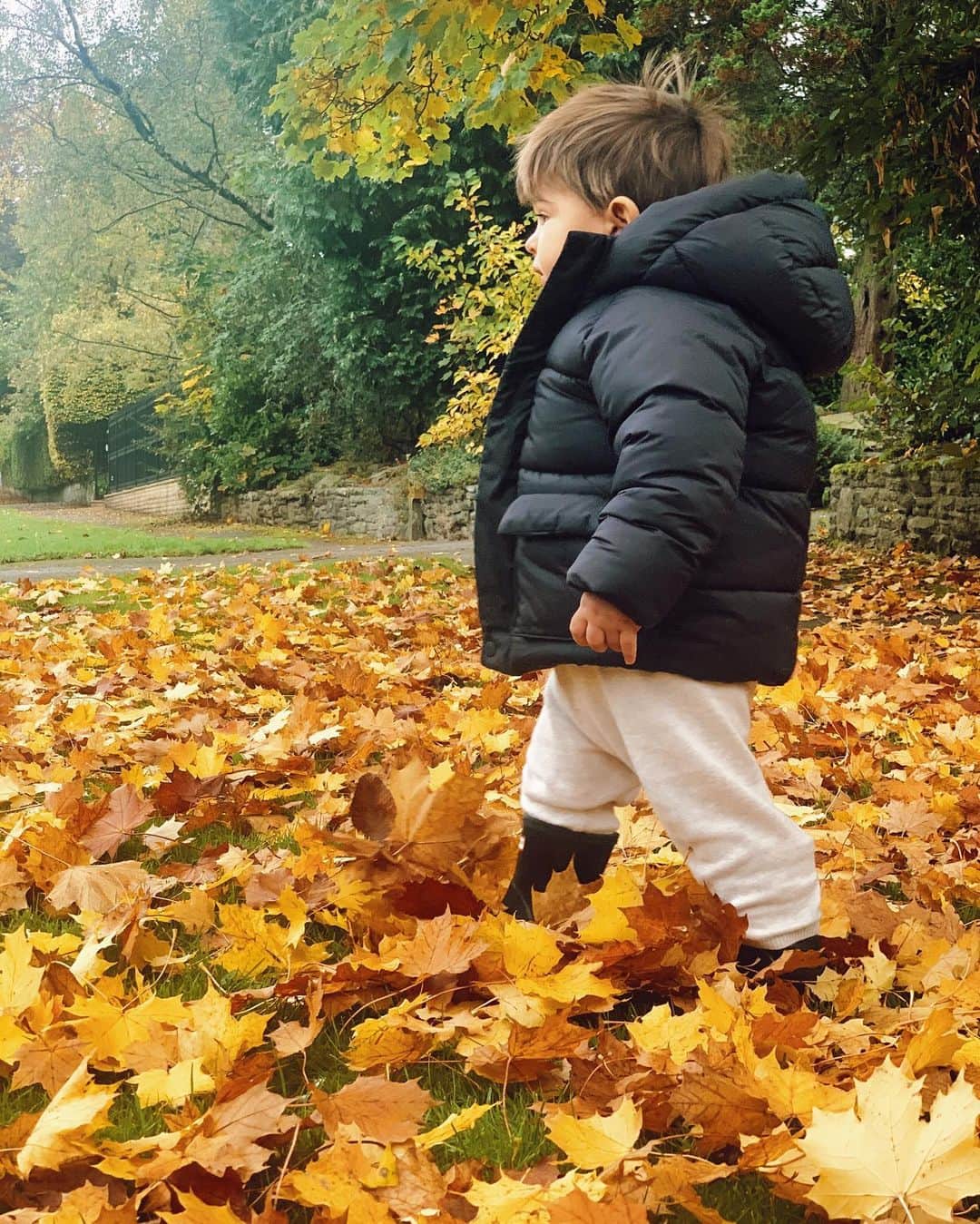 ナタリア・ベッカーのインスタグラム：「🐻🍁」